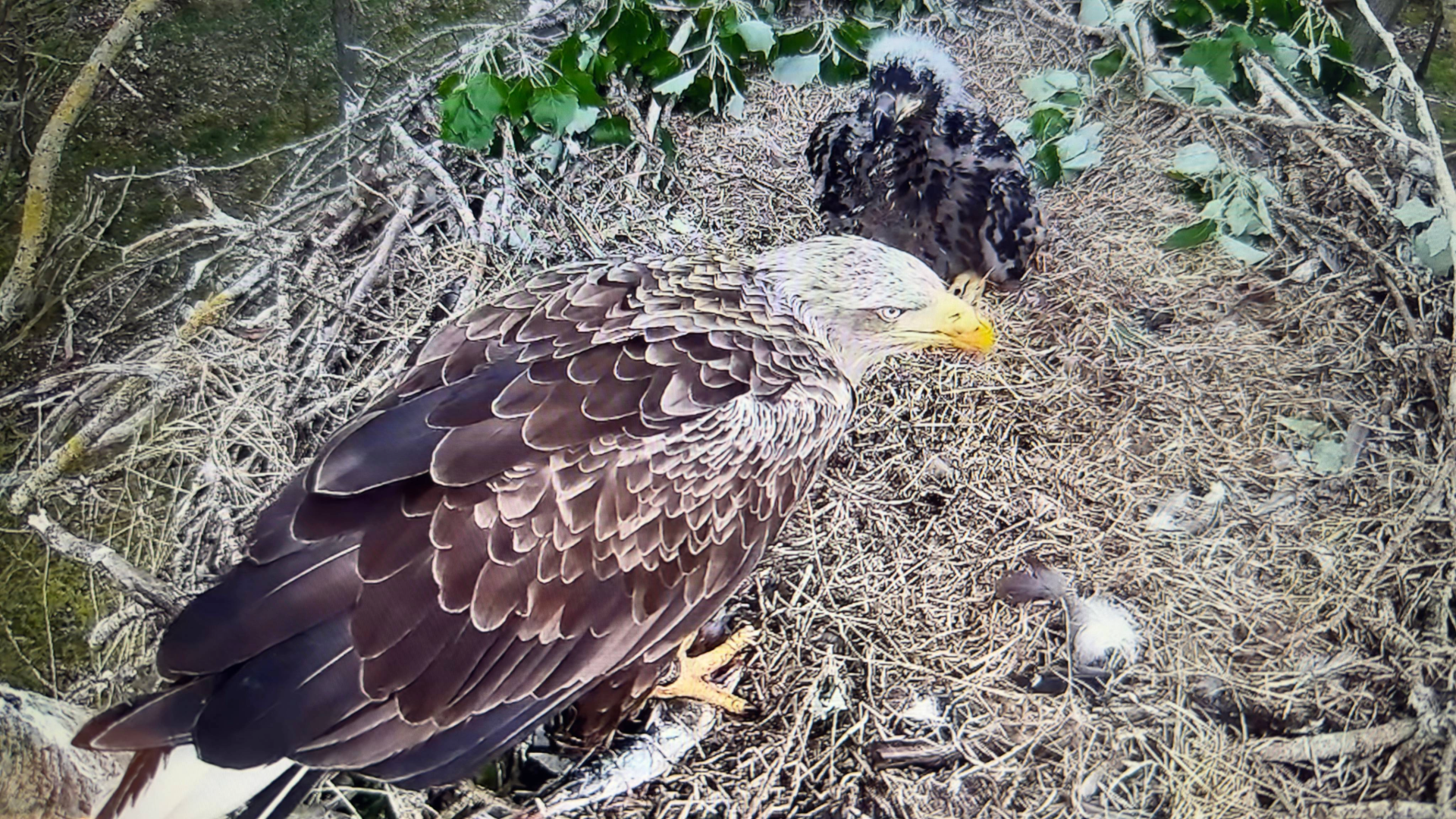 Billeder til dof.dk 5