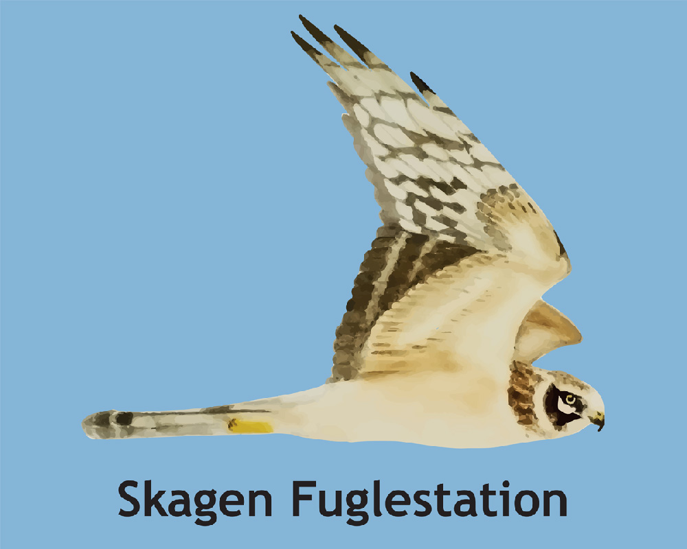 DOF Skagen Fuglestation logo 1