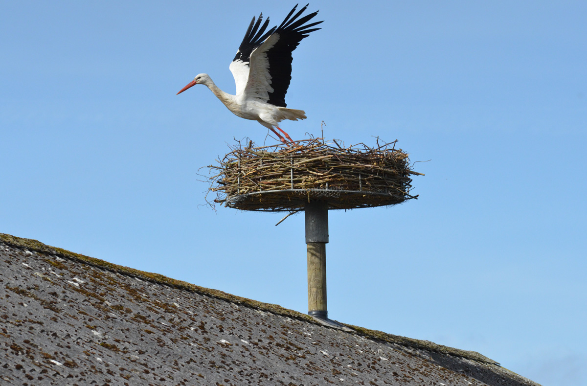 Stork besøger rede der netop er sat op i Viskum foto Hans Skov