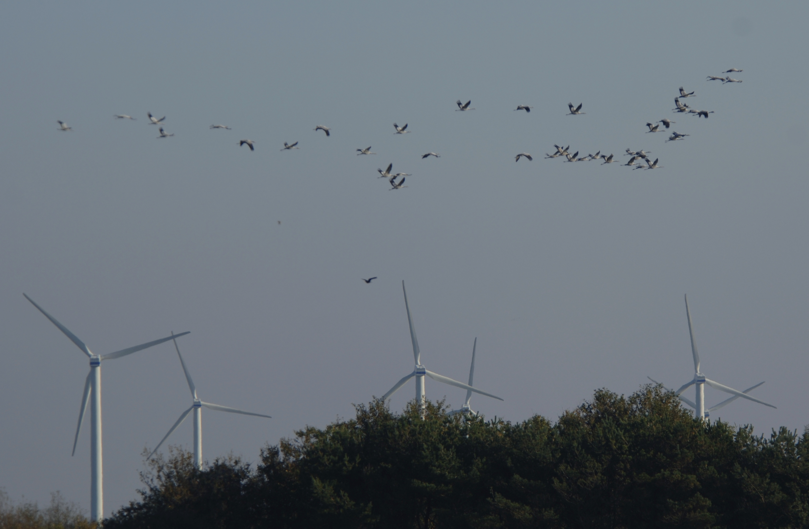 Traner over vindmoller store fugle er i farezonen naer vindmolleparker foto Jan Skriver