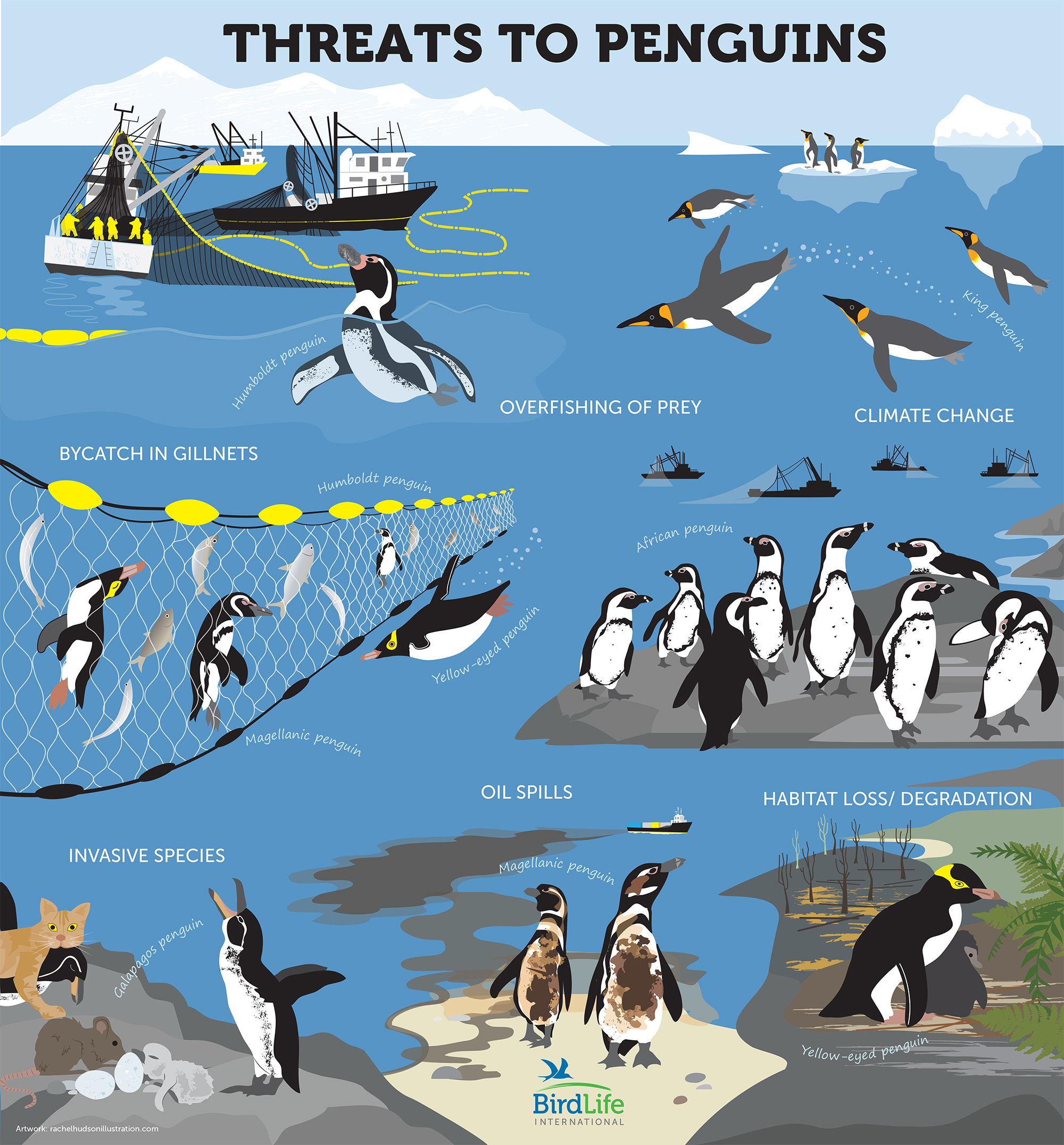 Threats to Penguins final rachelhudsonillustration