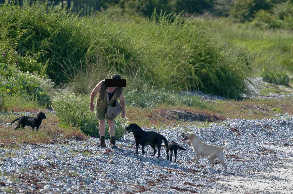 Lovløsheden hersker, når danskerne hund - Dansk Ornitologisk Forening