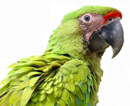 Stor grøn papegøje savnes... Dansk Ornitologisk