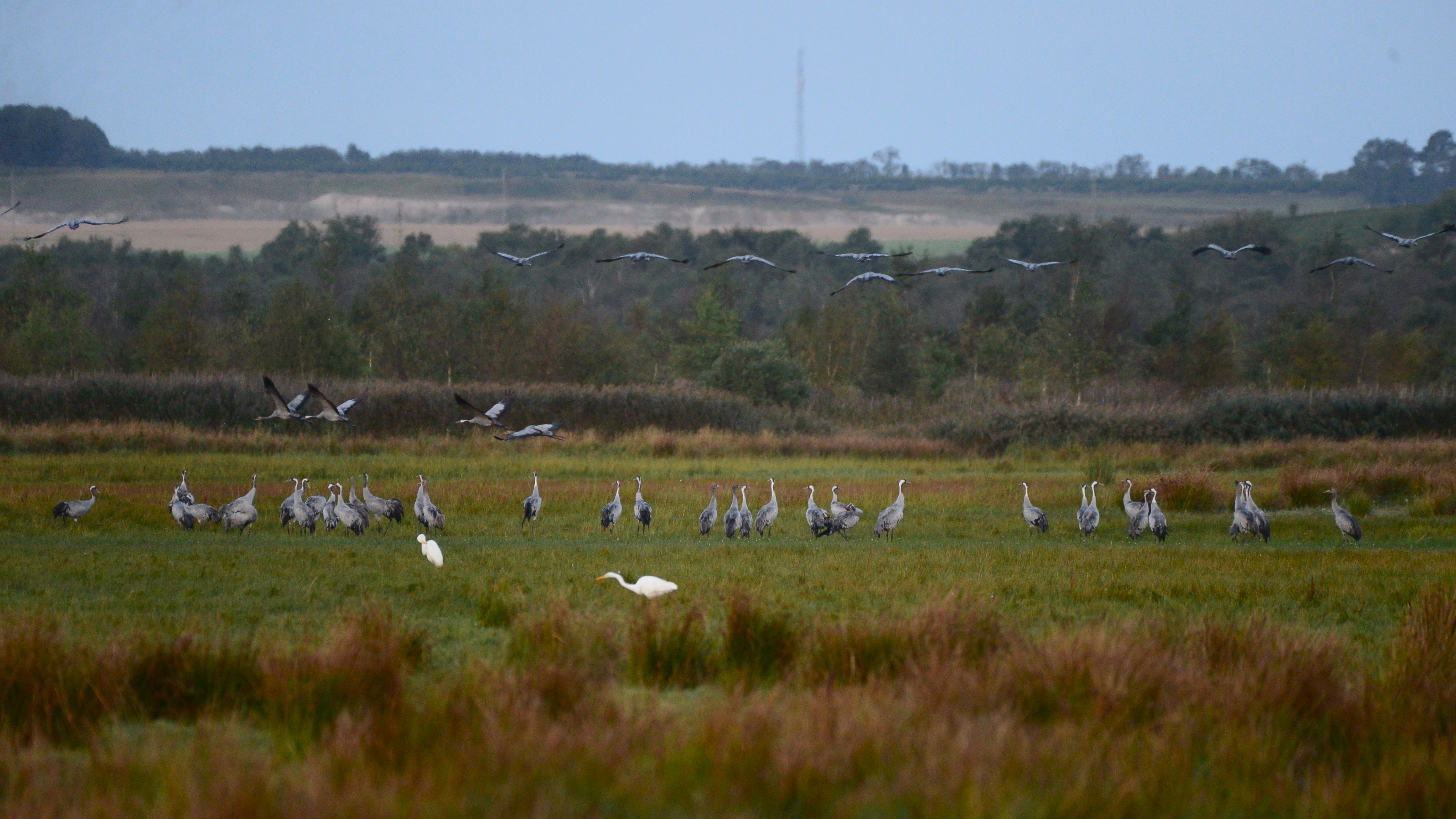 Fugle der overnatter i tætte flokke er i risiko for at smitte hinanden foto Jan Skriver