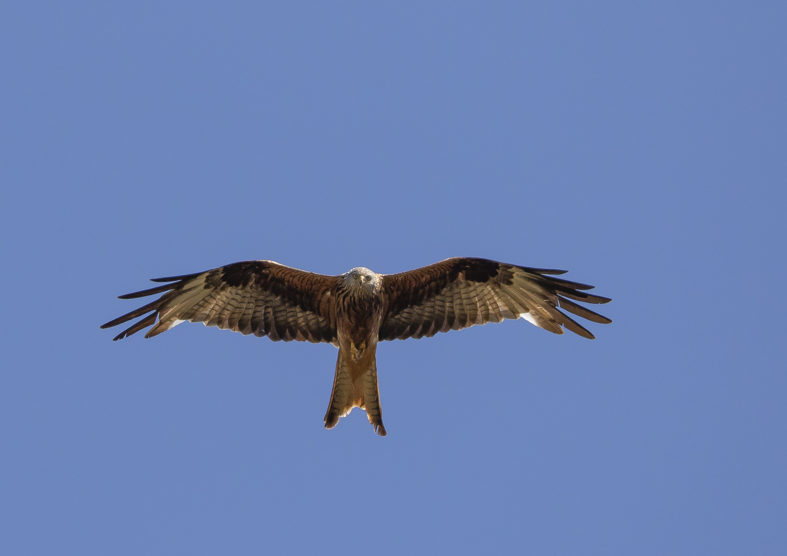 Den røde glente svæver elegant rundt over det danske sommerland. Kan du finde den og få den krydset af på DOF BirdLifes bingoplade til fugle i sommerferien?