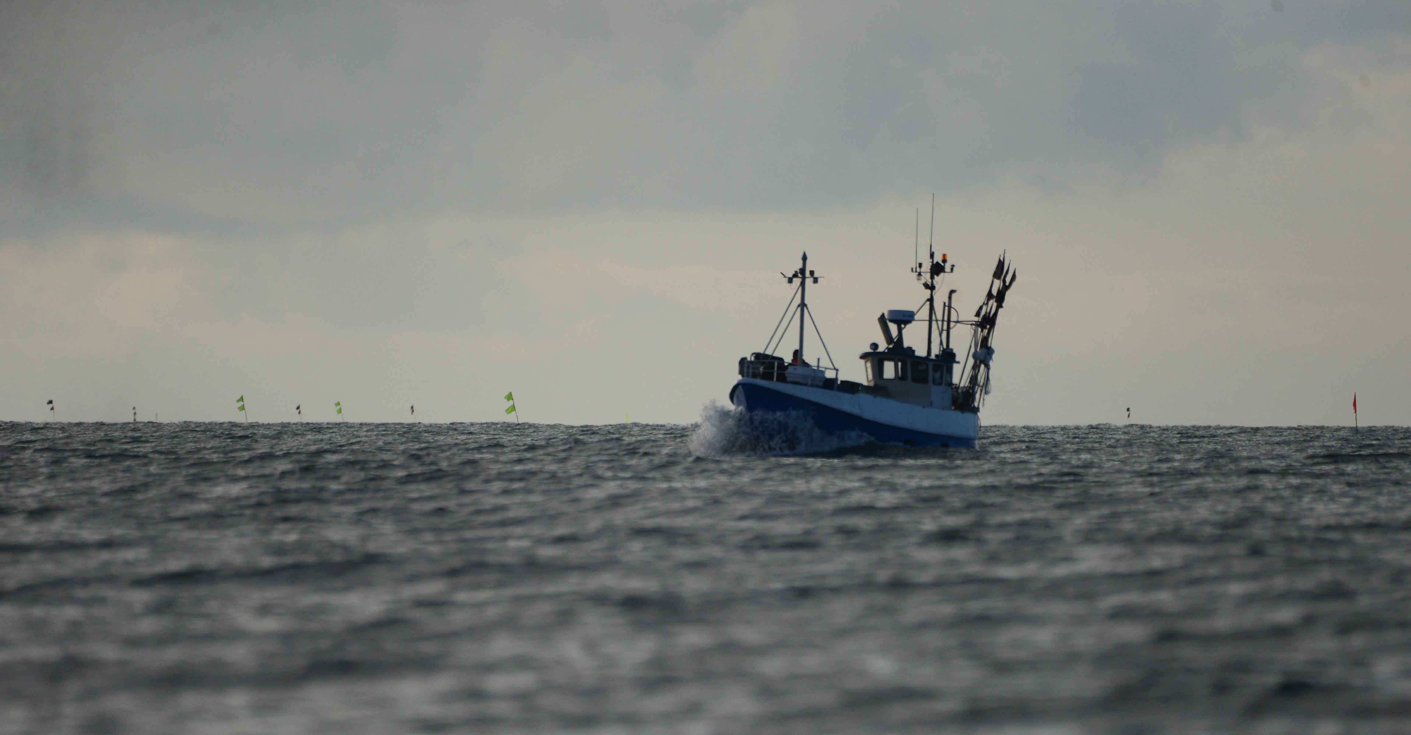  Garn star taet langs Kattegatkysten foto Jan Skriver