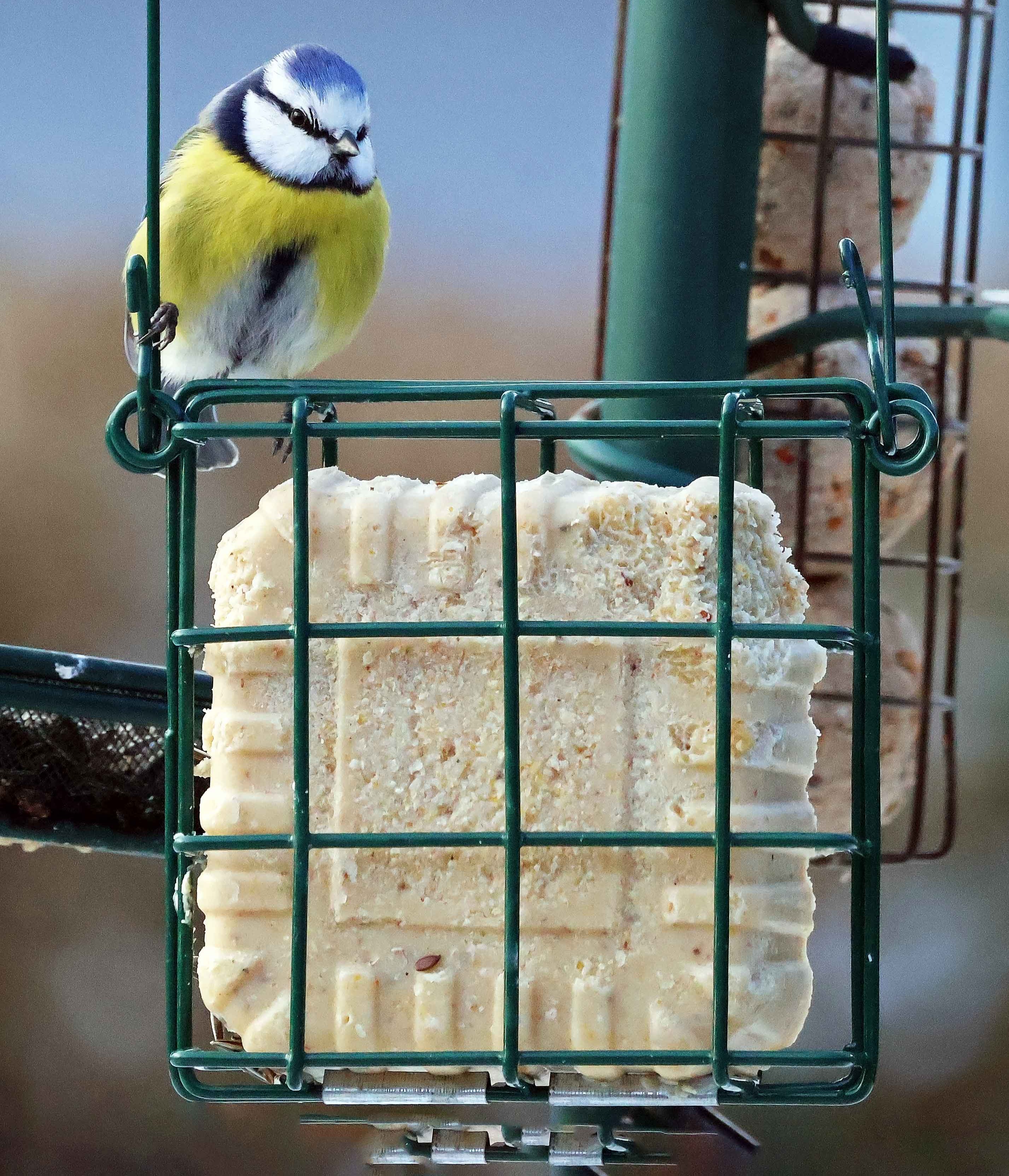 Blåmejse oven på fedtblok holder.