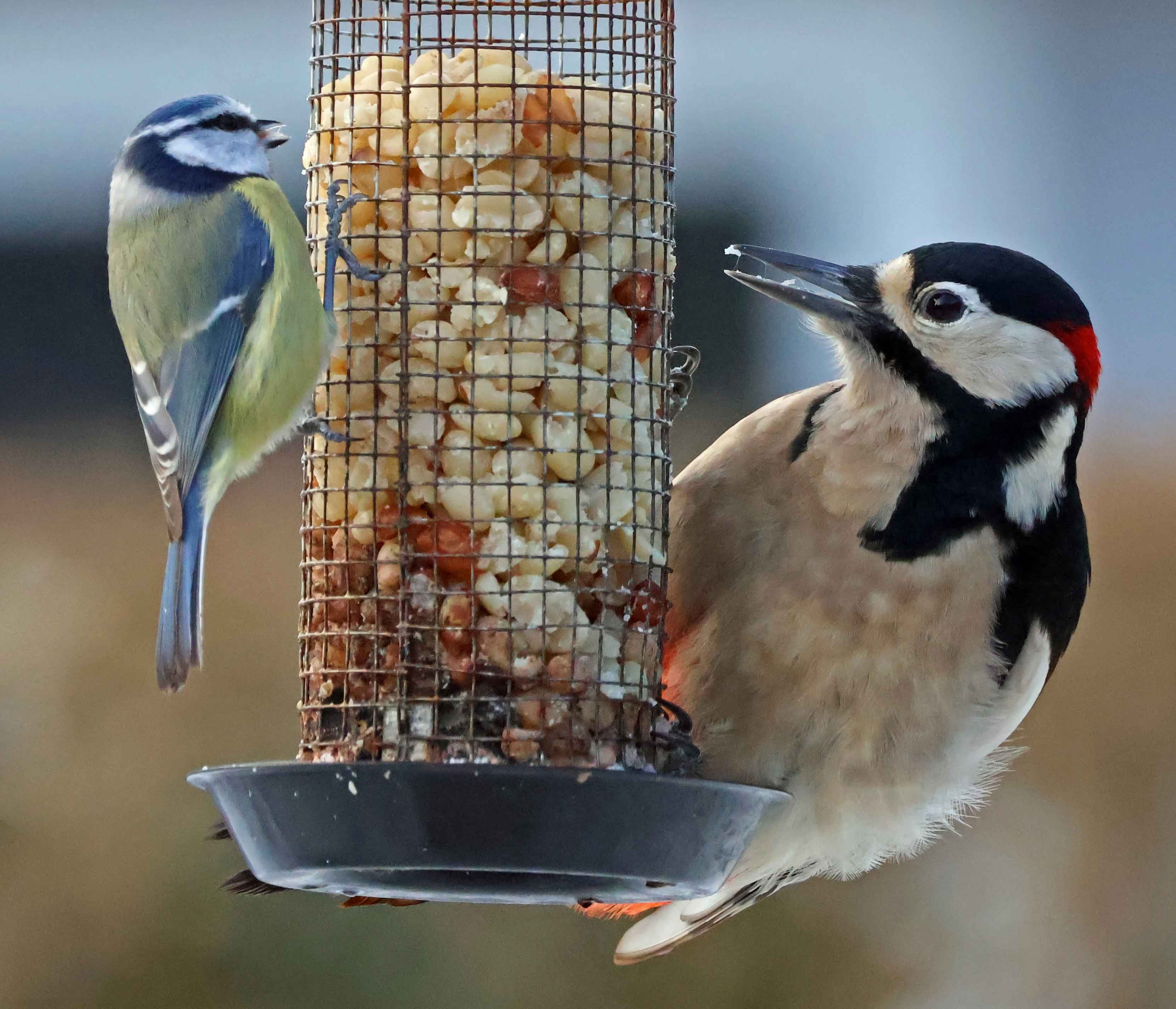 Blåmejse og stor flagspætte spiser jordnødder.