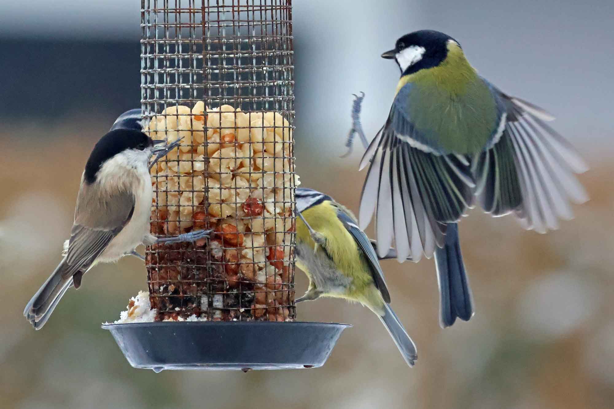 Sumpmejse, blåmejser og musvit ved havens jordnødder.
