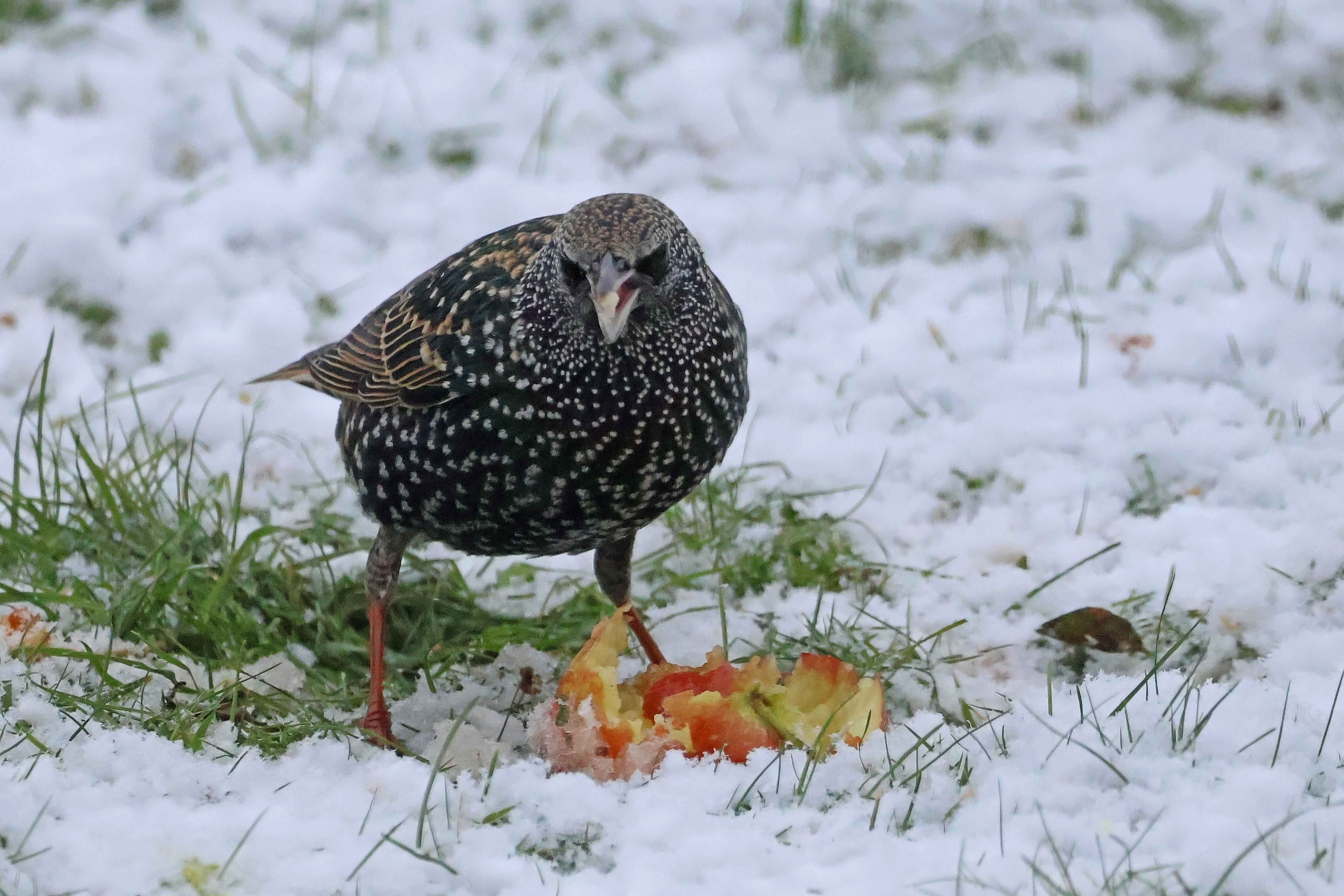 En stær fylder sukkerdepoterne op med bidder af et æble.