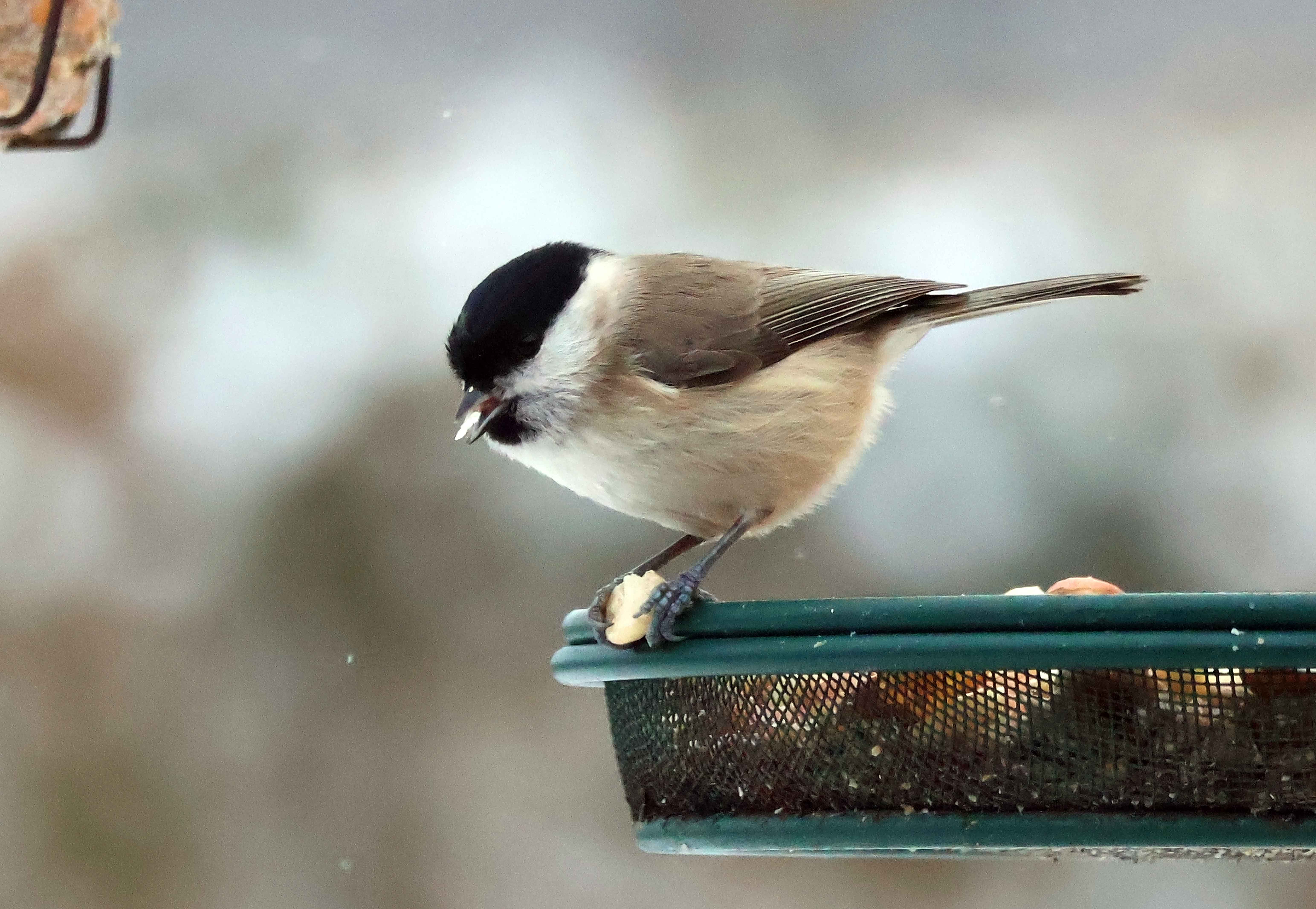 Sumpmejse er i gang med at spise en jordnød.
