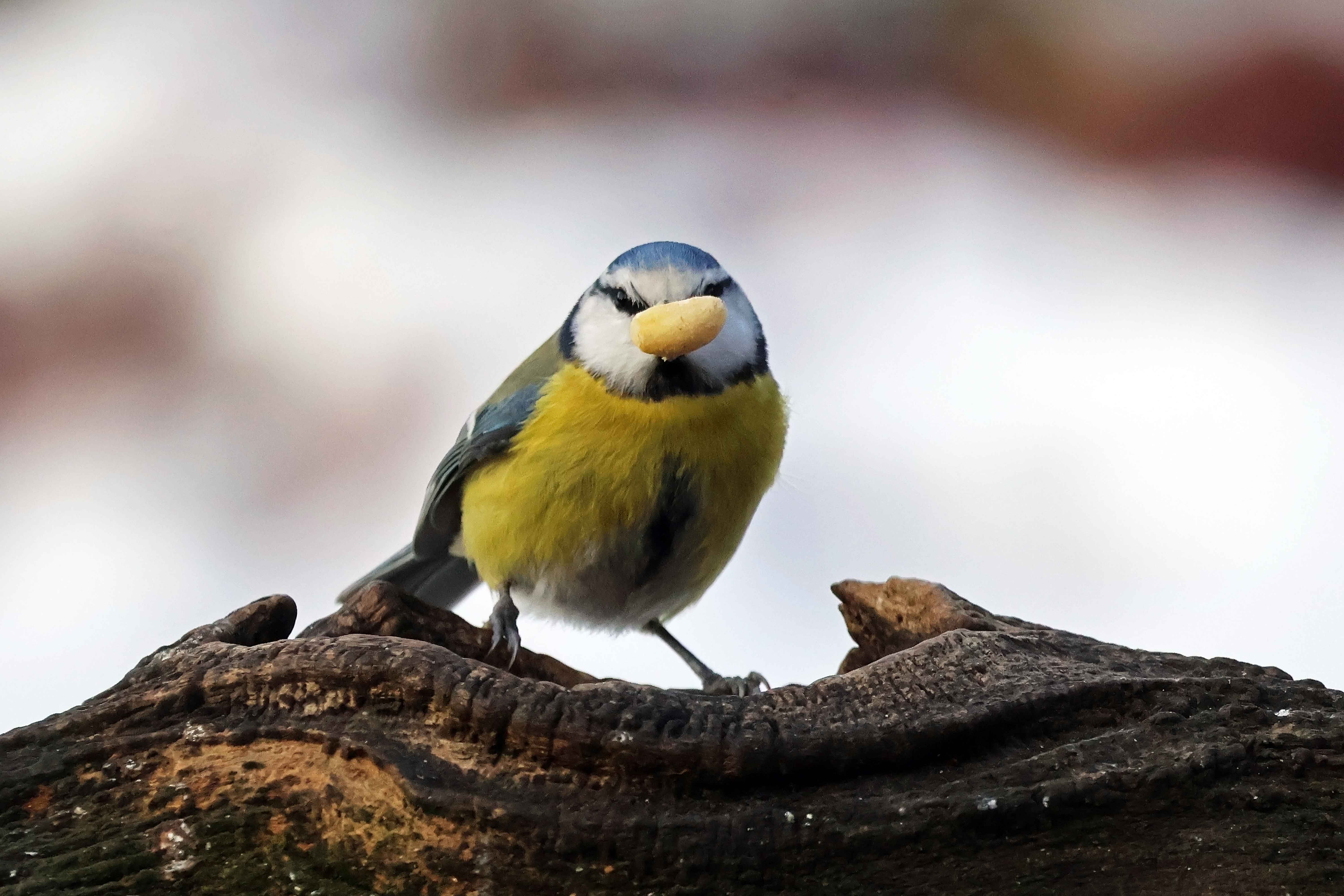 Blåmejse har samlet en halv jordnød op.