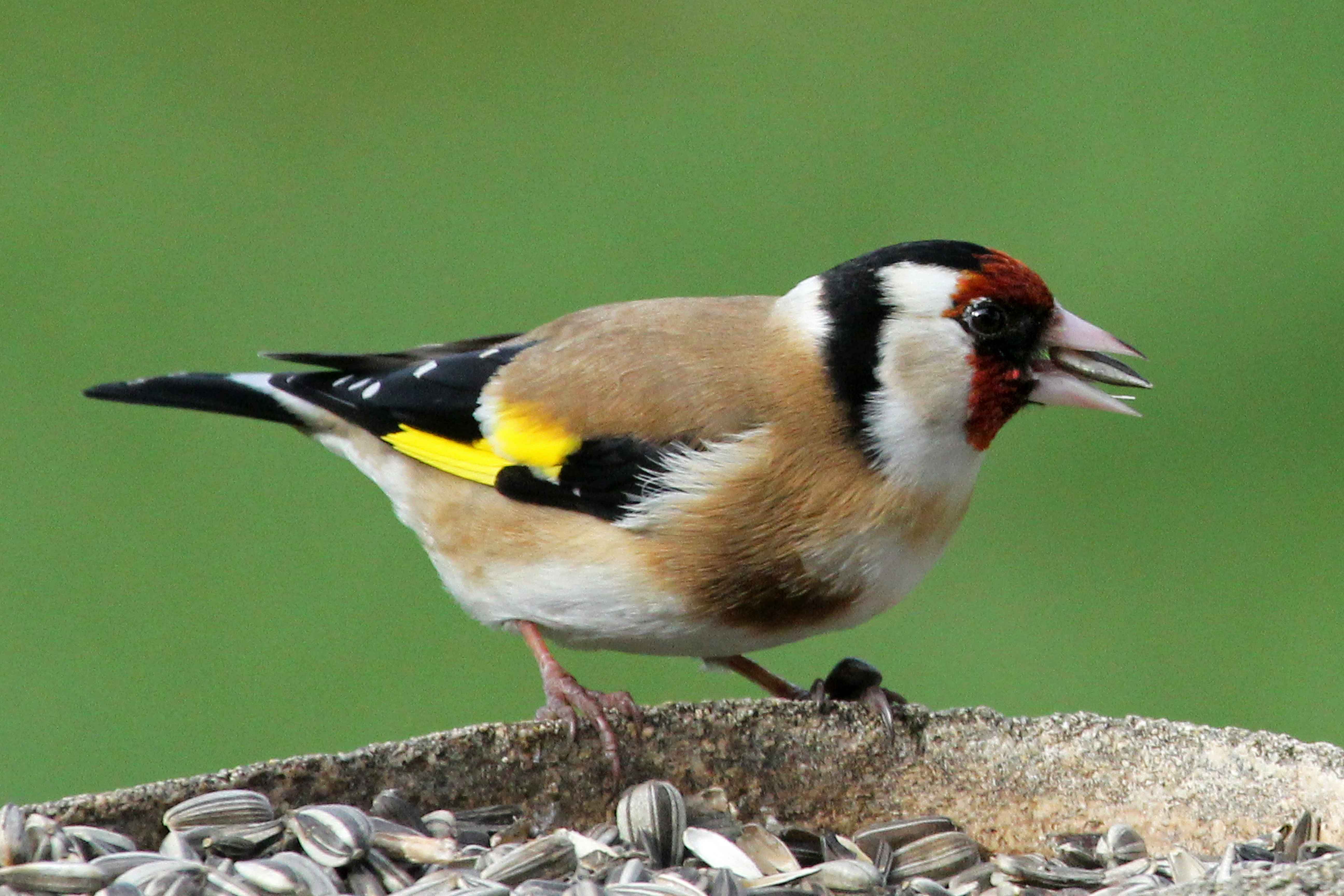 Flot stillits med solsikkefrø i næbbet.