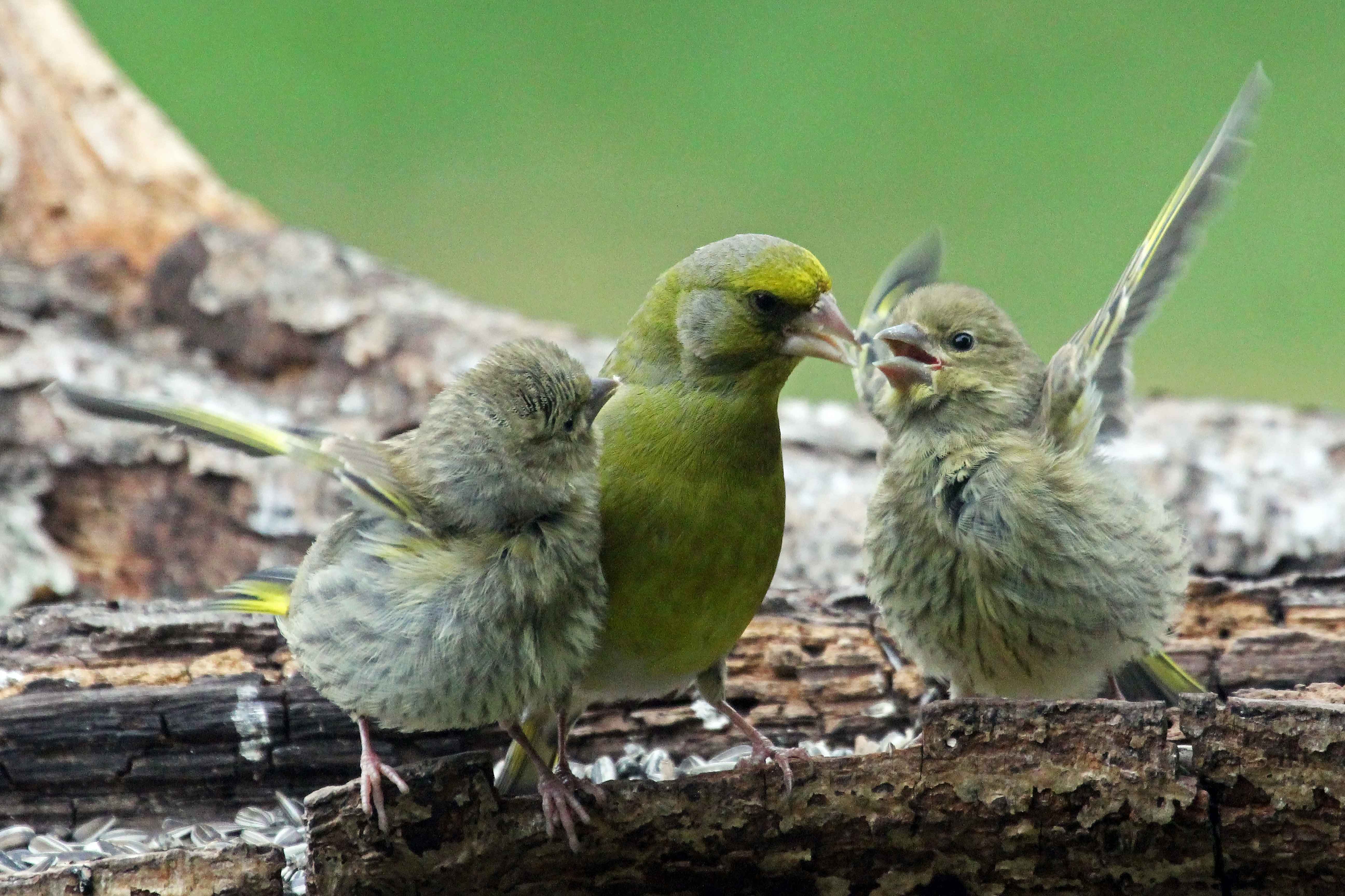 Grønirisk fodrer ungerne på foderpladsen.