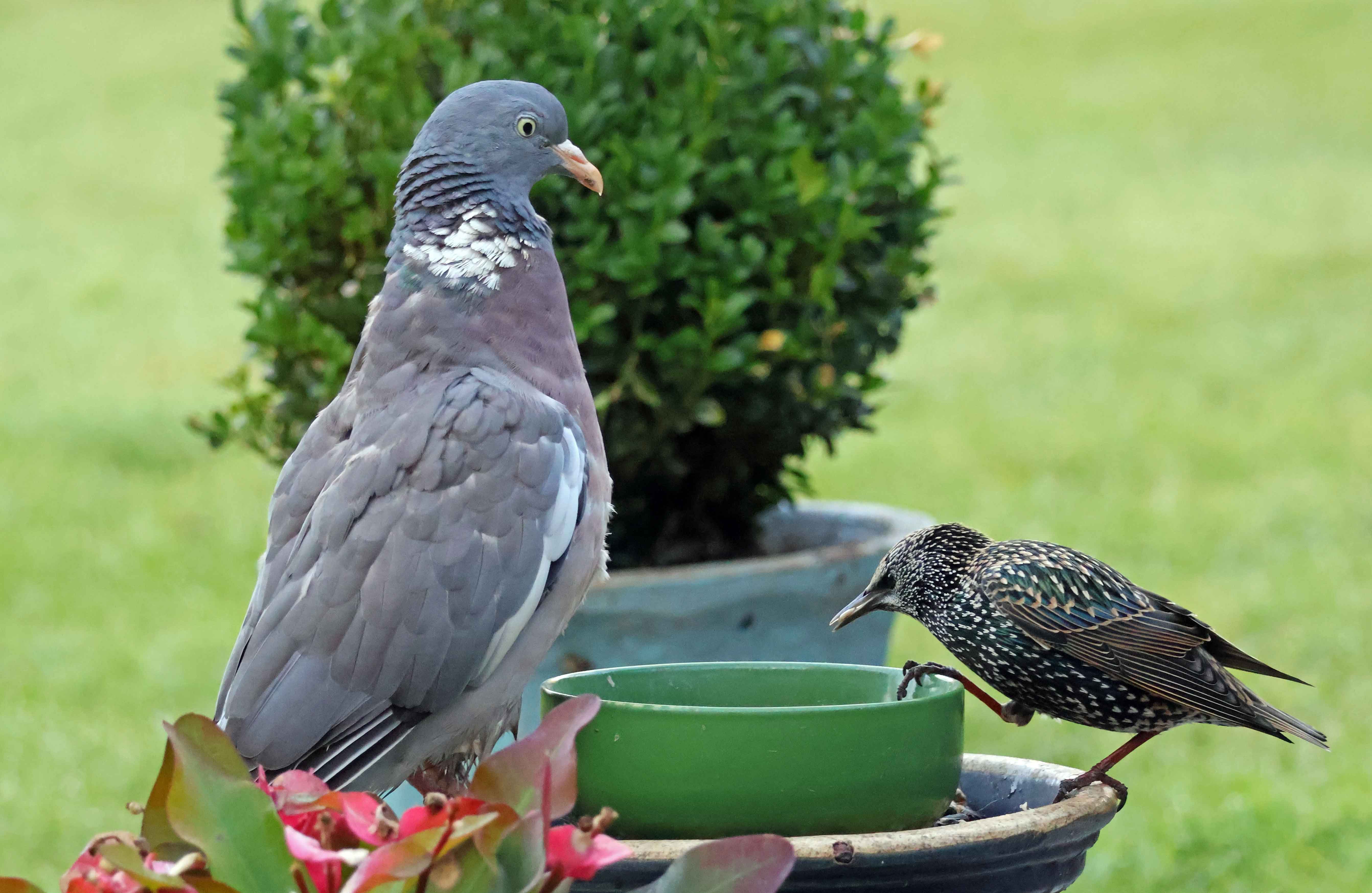 Ringdue og stær deles om foderpladsen.