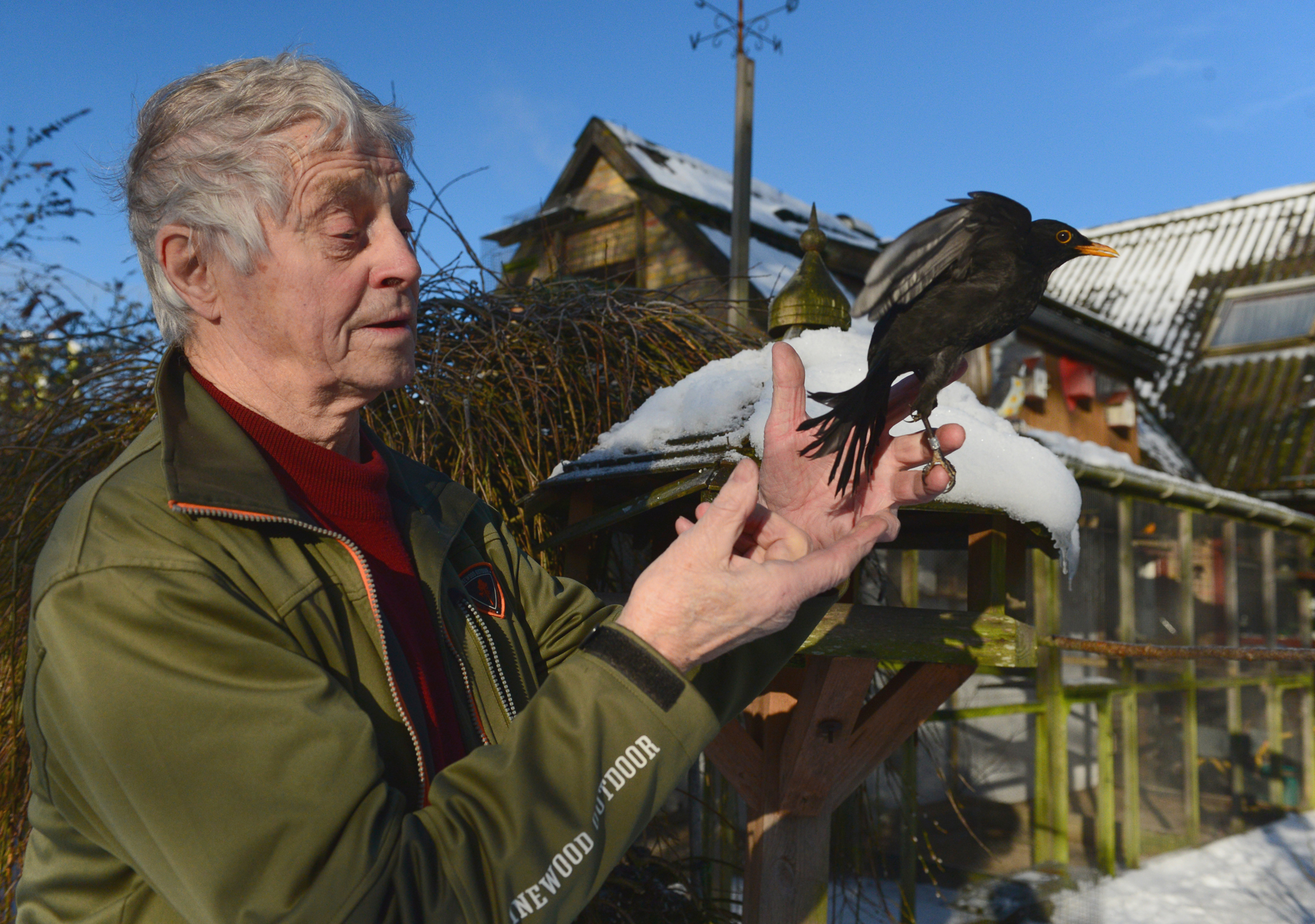  Solsort slippes fri efter endt ringmaerkning foto Jan Skriver