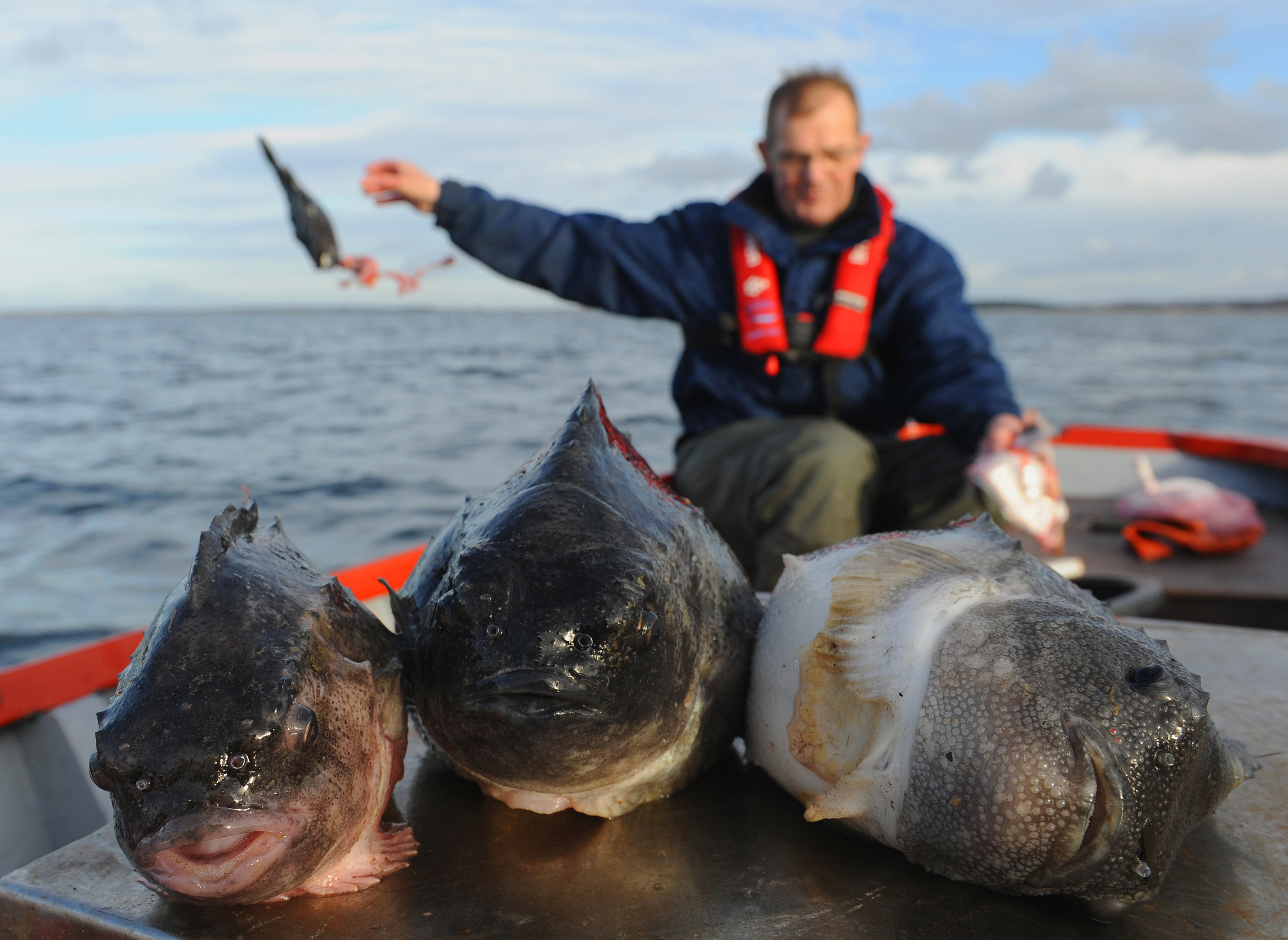  Stenbideren smides ud nar rognen er taget ud hvorpa havorne aeder levningerne foto Jan Skriver