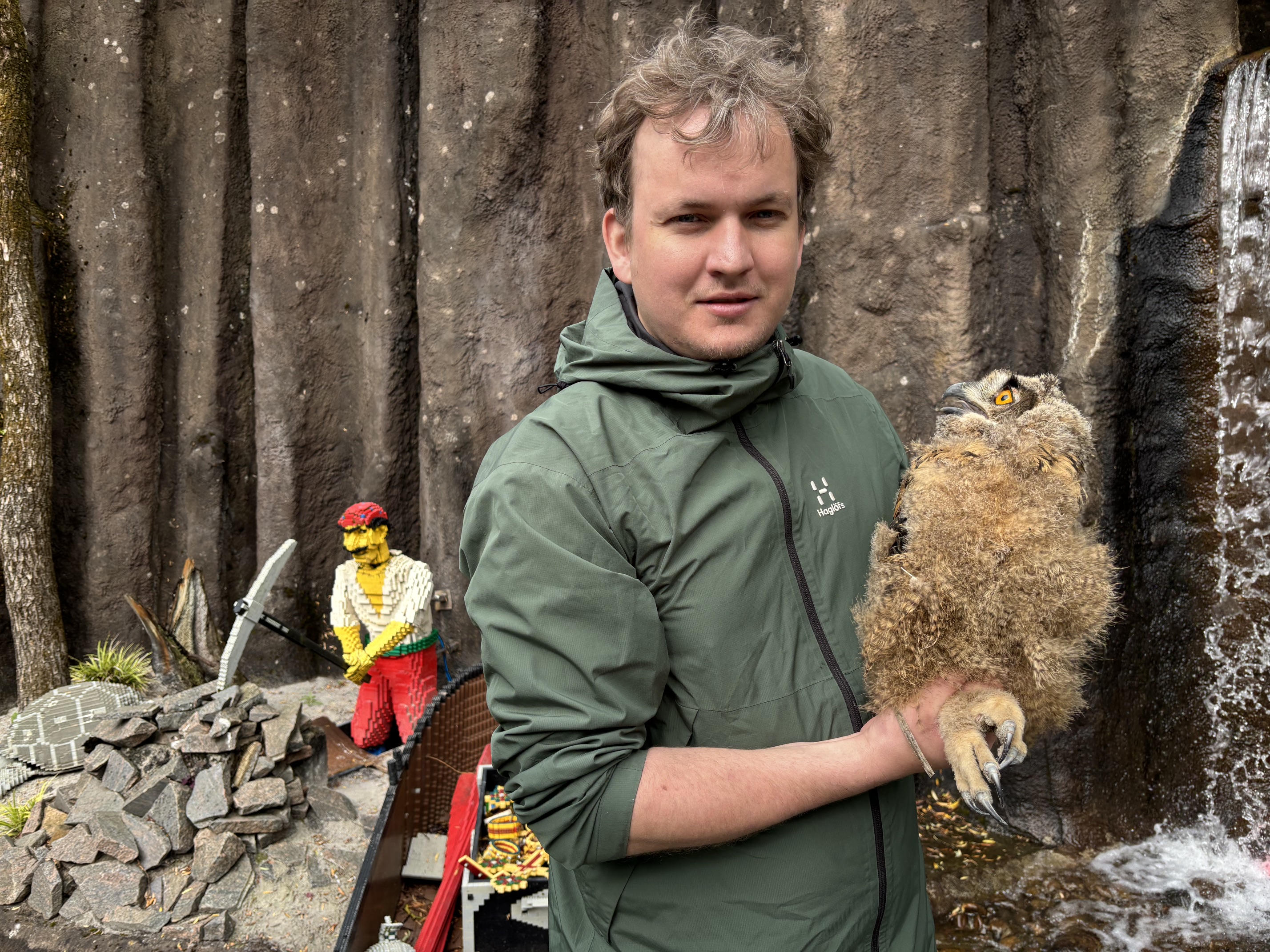 En stor hornugle-unge er lige blevet ringmærket tæt ved reden i Legoland, hvor arten meget overraskende har ynglet i år..