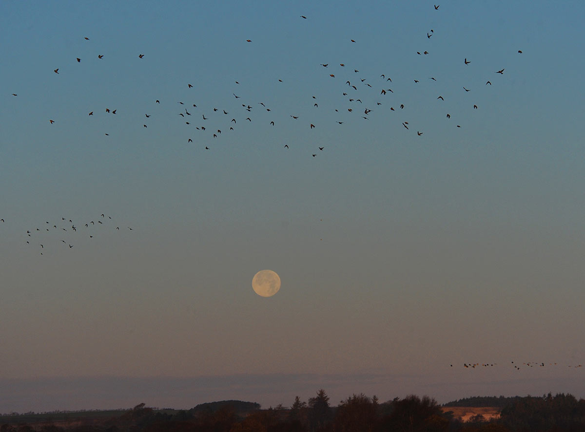 drosseltrae1 I klart vejr kan traekfugle orientere sig pa nattehimlen foto Jan Skriver