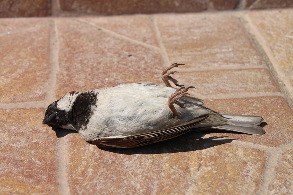 Patent støbt Monet Tjek døde fugle for ringe - Dansk Ornitologisk Forening