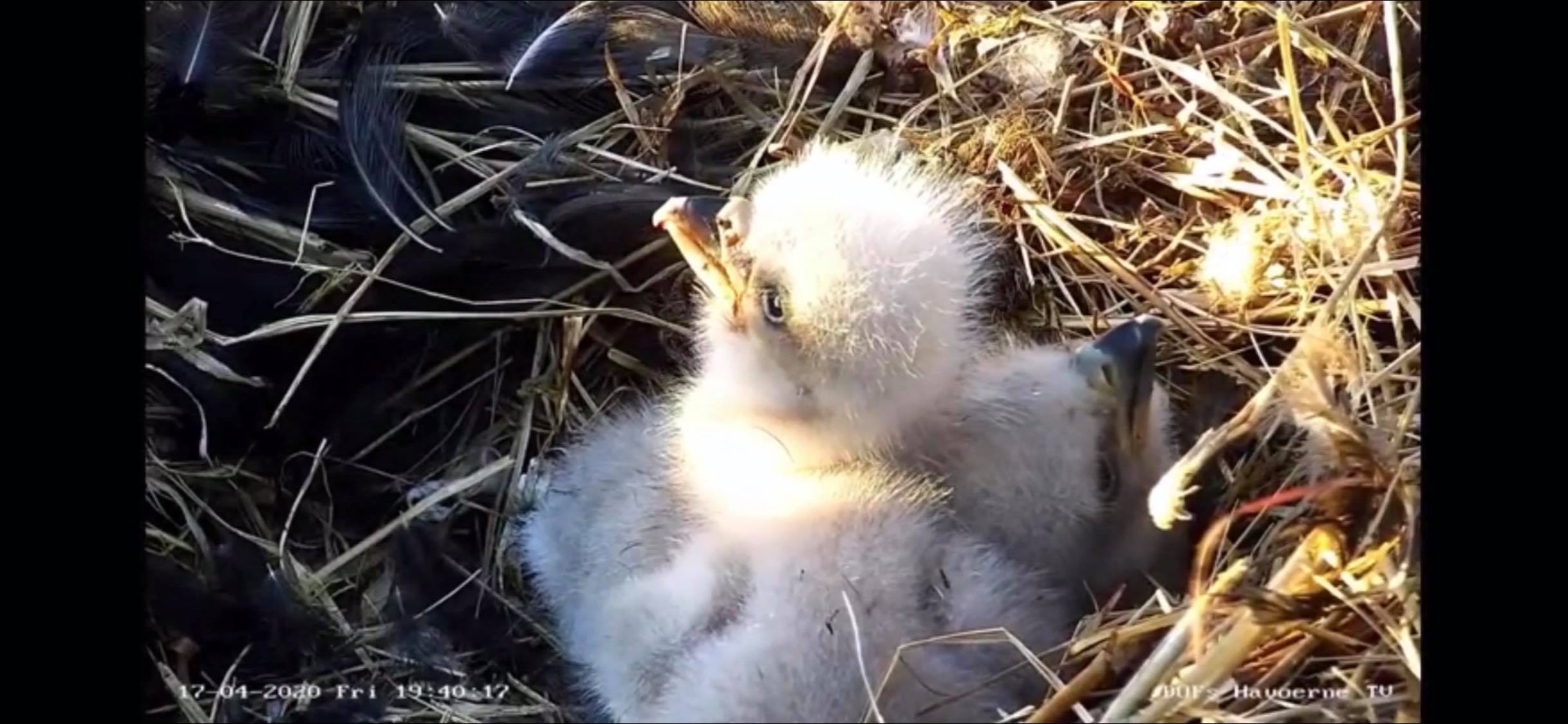 3 and 4 days old EagleTV BirdLife Denmark