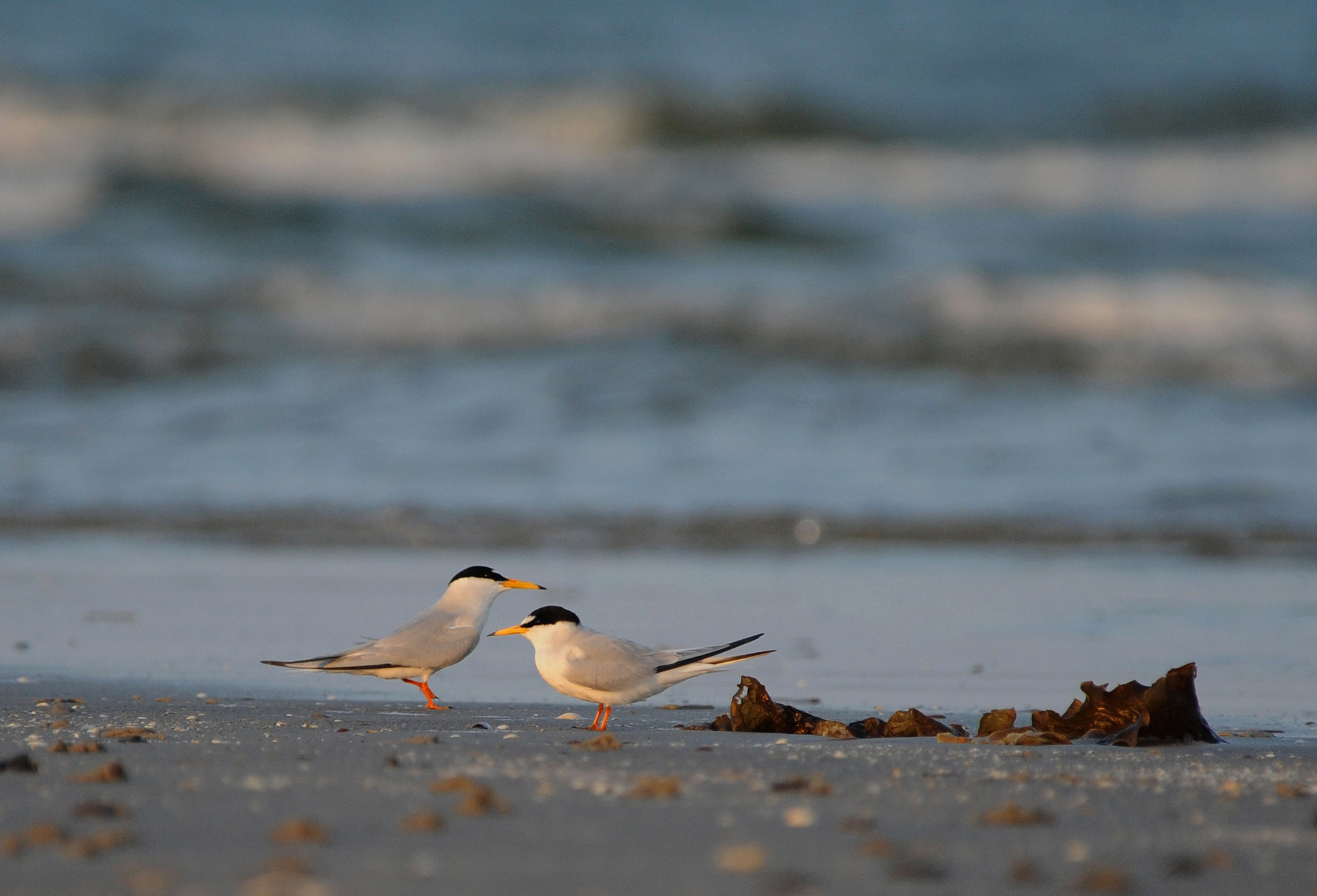 Dvaergterner pa sandbanke foto Jan Skriver Dansk Ornitologisk Forening