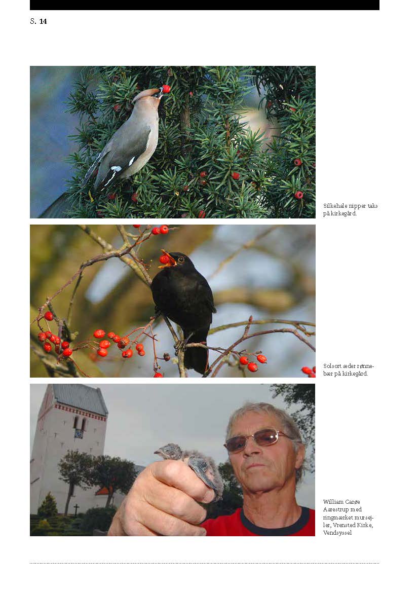 Fa mere fugleliv og vild natur pa kirkegardene Jan Skriver Side 3
