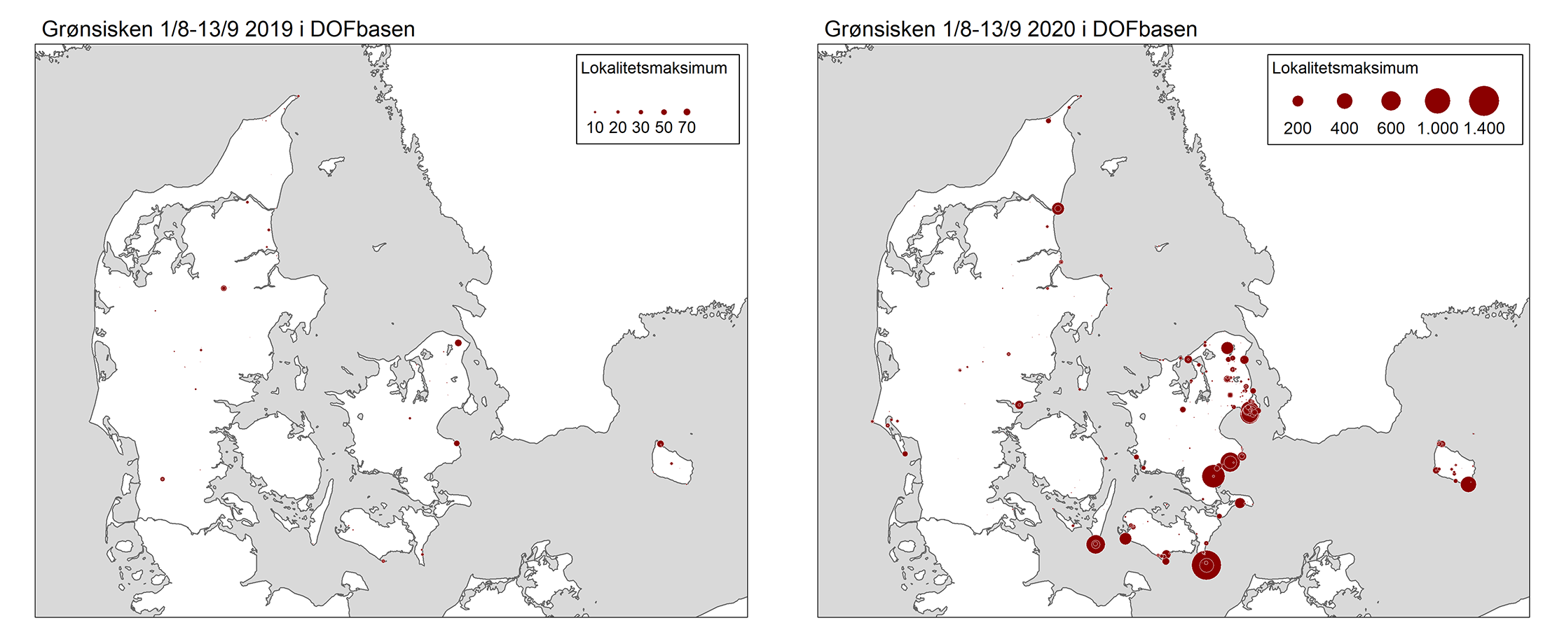 Gronsisken aug sept