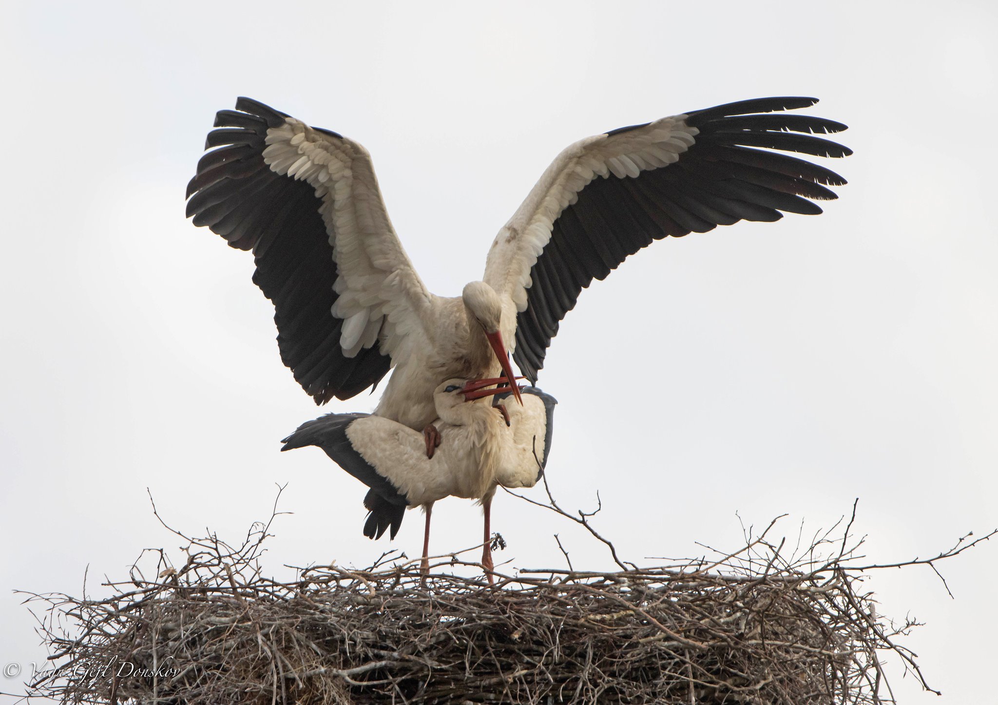Storkepar i Baekmarksbro Hvid Stork foto Vagn Gejl Donskov