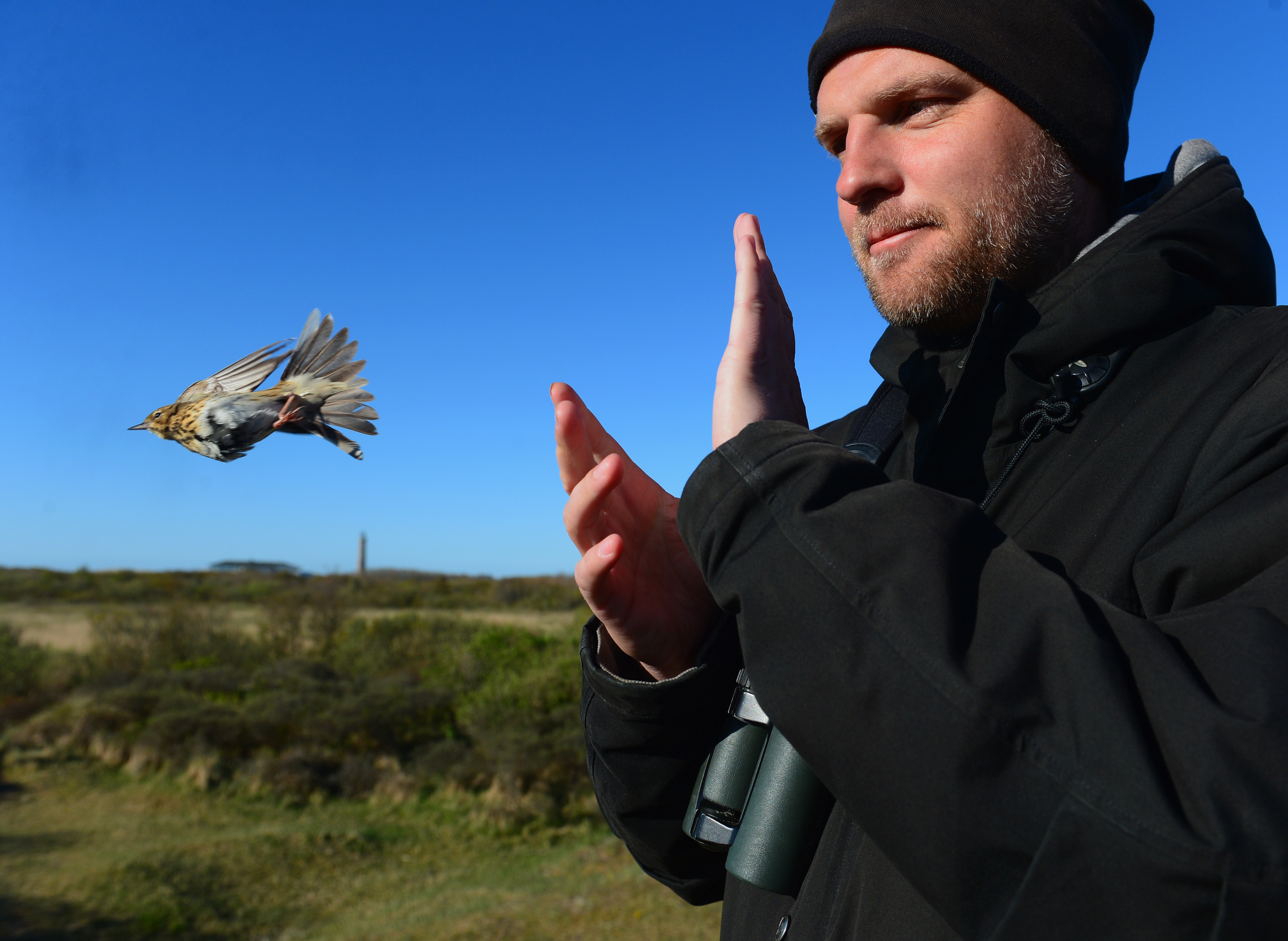  Skovpiber slippes efter afmontering af flater foto Jan Skriver