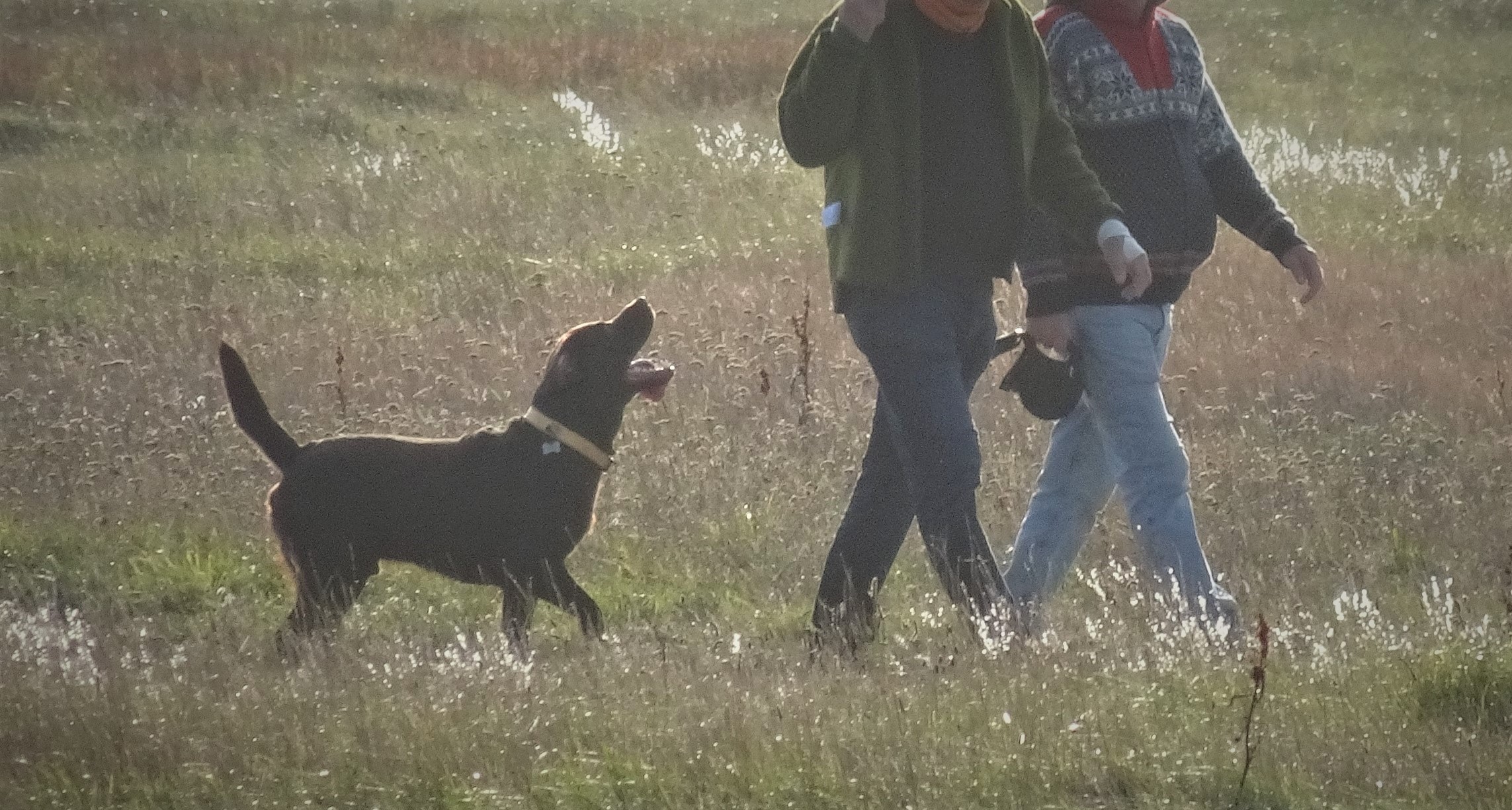 Ejeren Dolke vores Ny DOF-undersøgelse: Fredet område overrendt af løse hunde - Dansk  Ornitologisk Forening