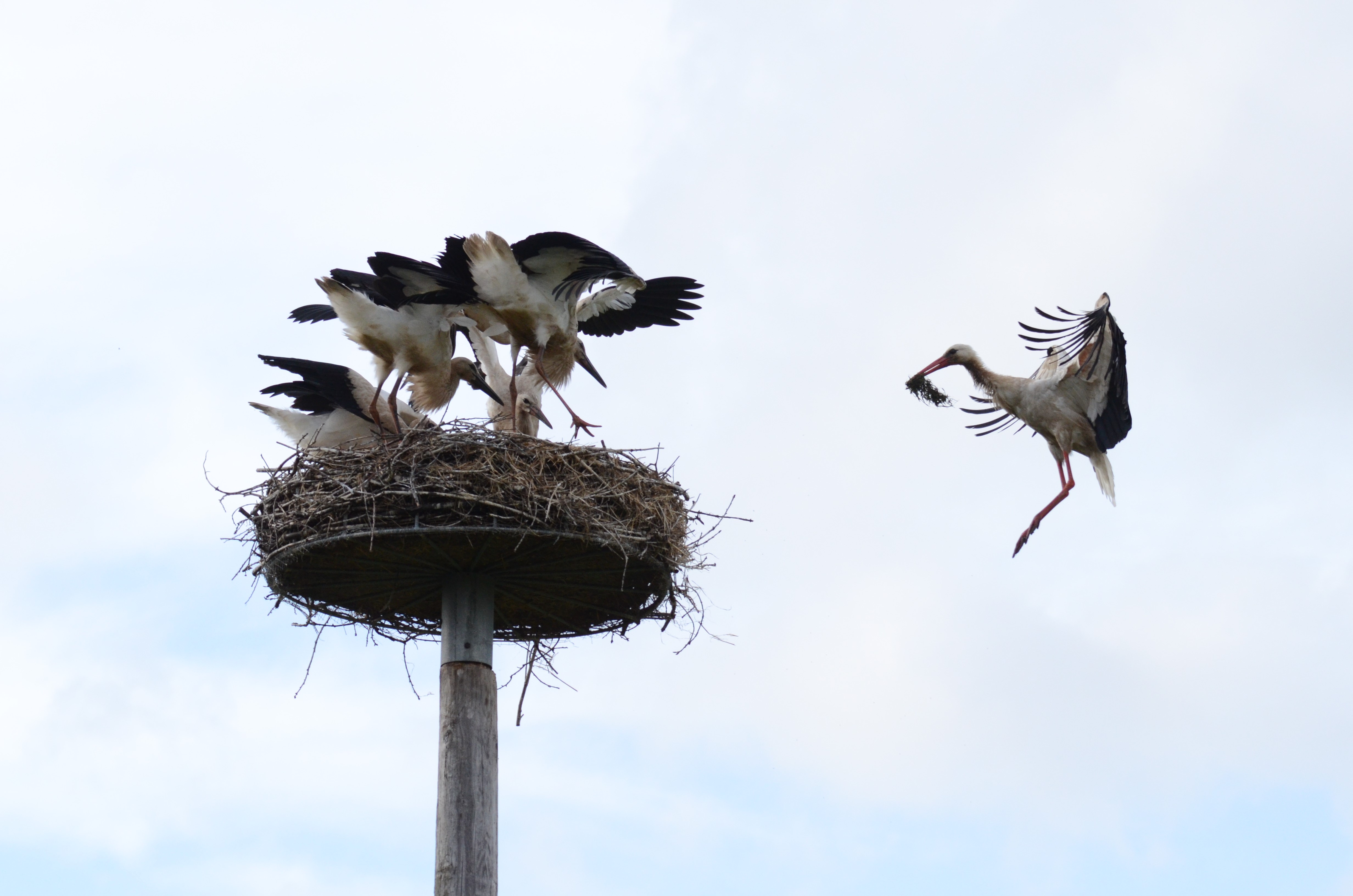 En af de gamle storke i reden i Broderup lander mens de fire unger gor klar til at blive fodret foto Hans Skov
