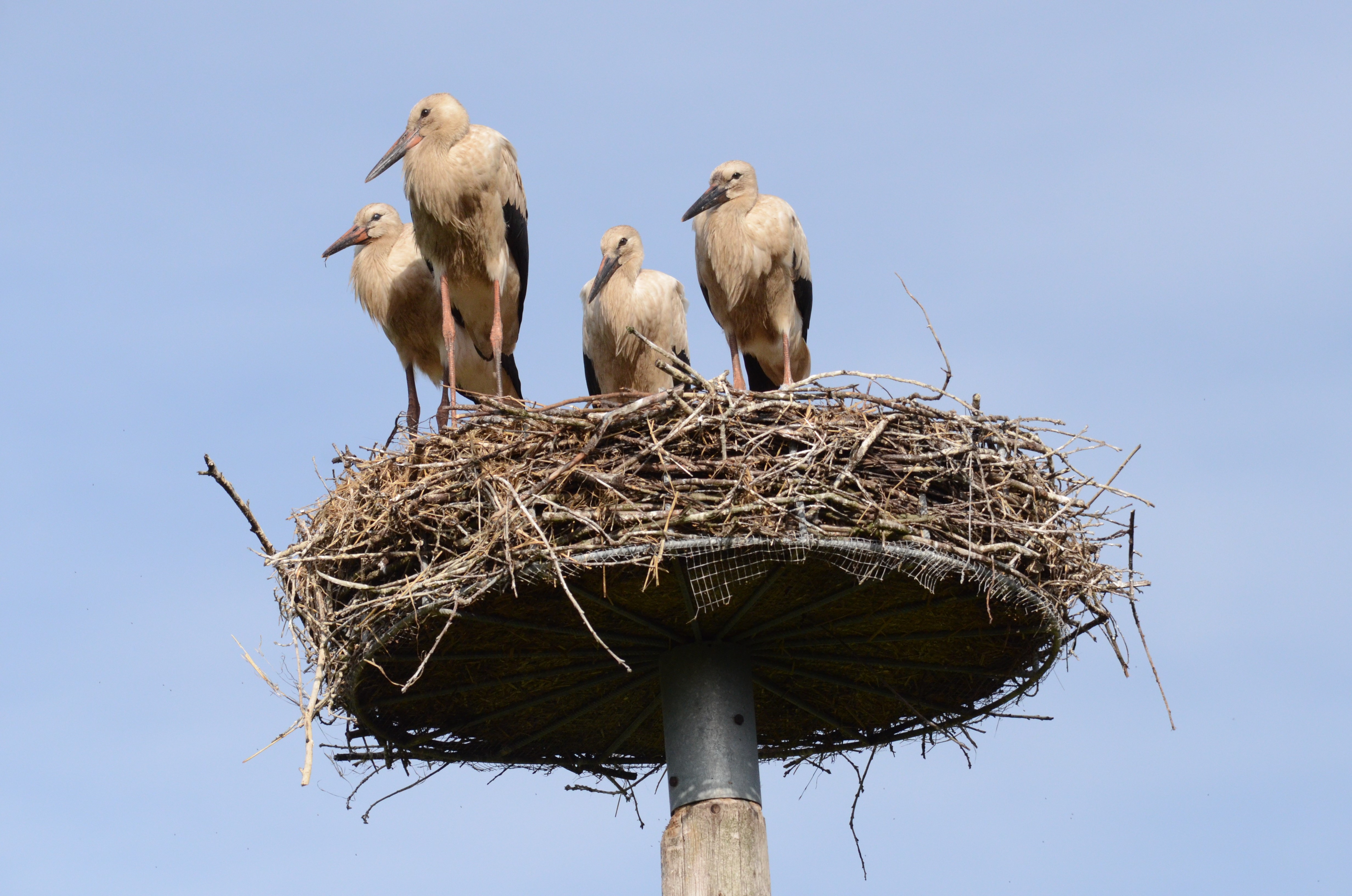 Fire flyvefaerdige unger fra Broderup. De er snavsede pa grund af fiskefode. To af ungerne baerer GPS sender. Den ene blev ved Ejderen angrebet af en havorn og matte lappes sammen pa et dyrehospital foto Hans Skov