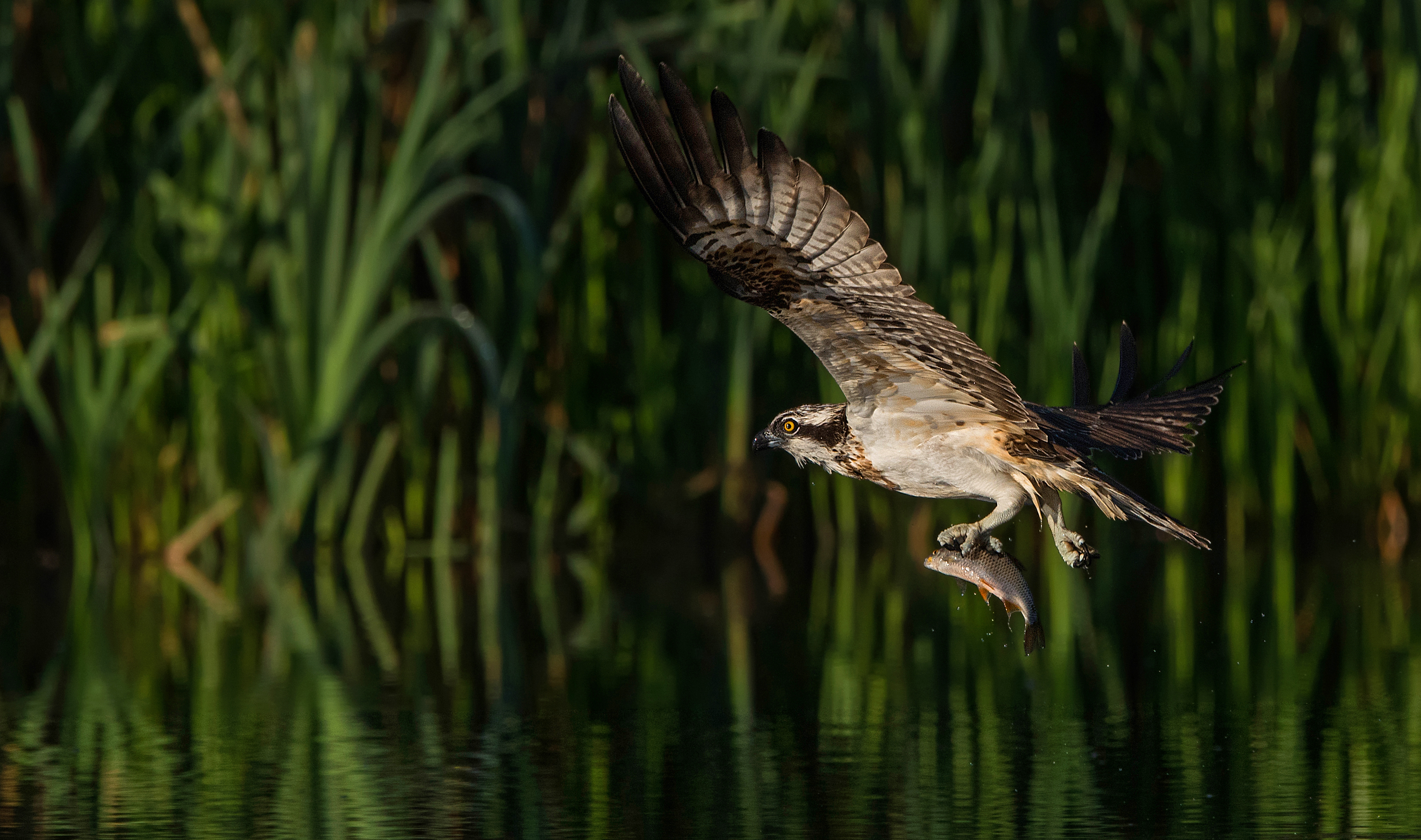 Fiskeorn20150828SdrJyllandTorbenAndersen2