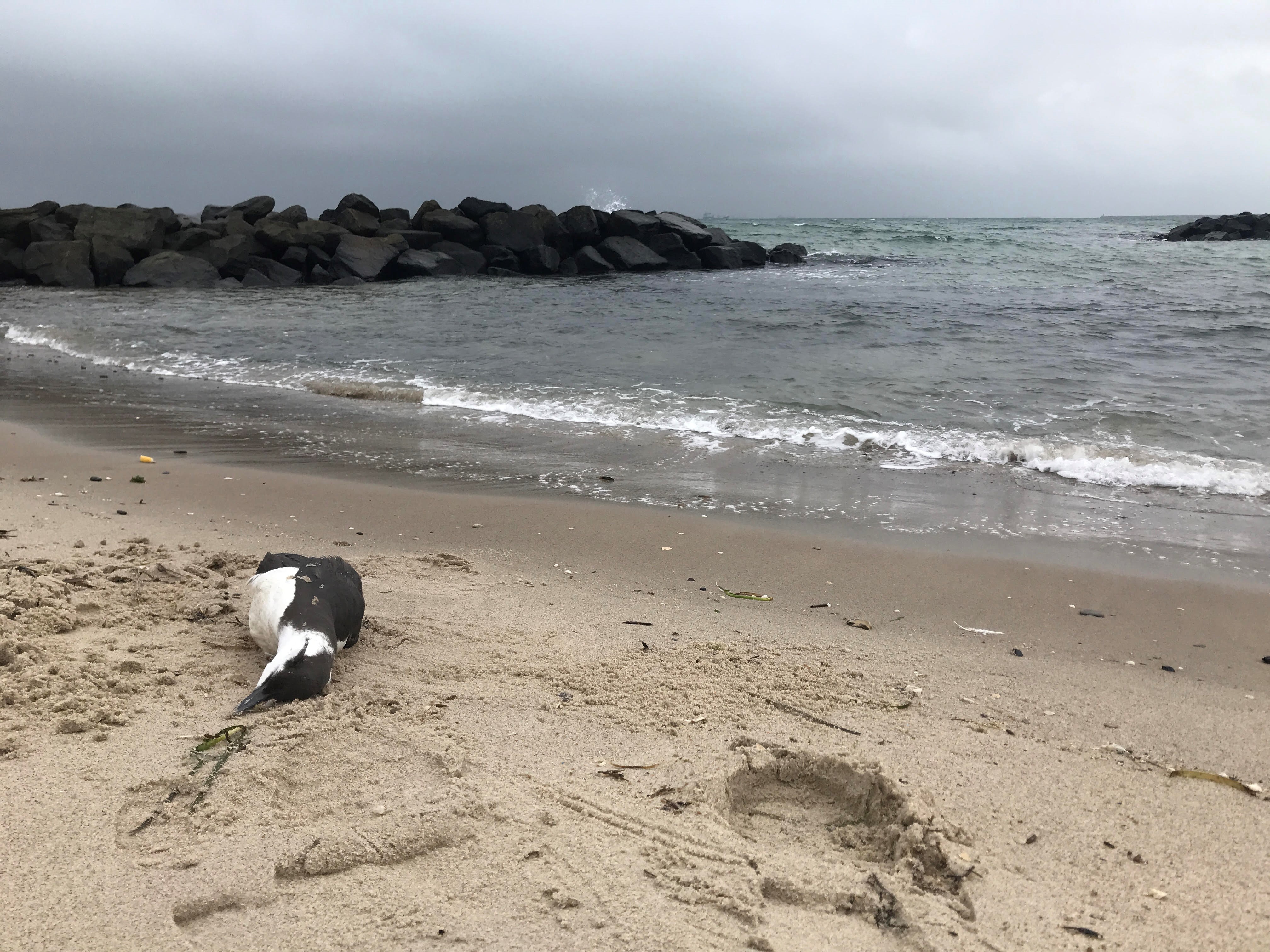 Lomvie dod Skagen naer Grenen foto Skagen Fuglestation