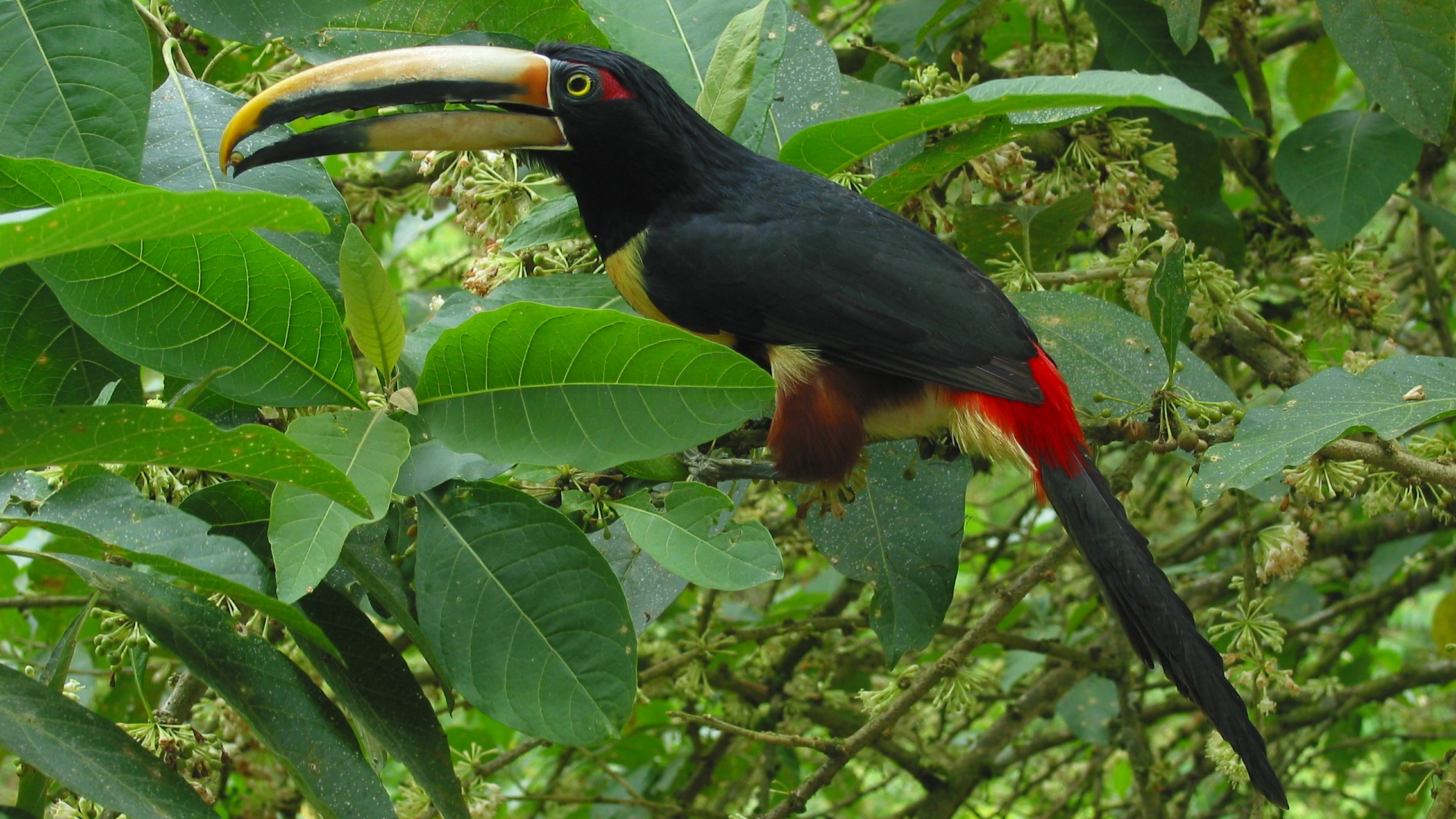 Pale mandible Aracari. . Francisco Sornoza 16 9