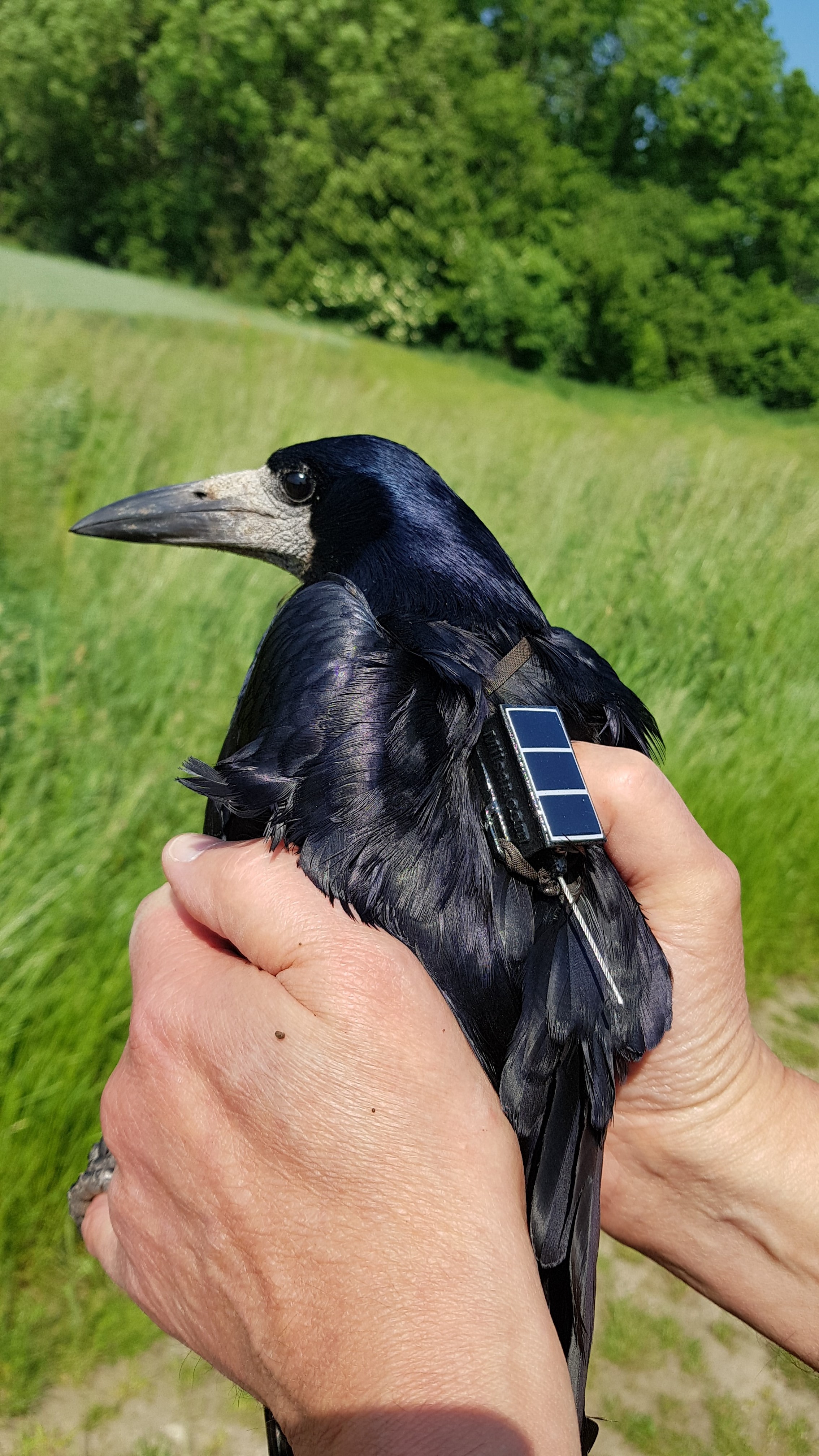 Rage med GPS sender der fortaeller hvor fuglen opholder sig foto Ole Roland Therkildsen Aarhus Universitet