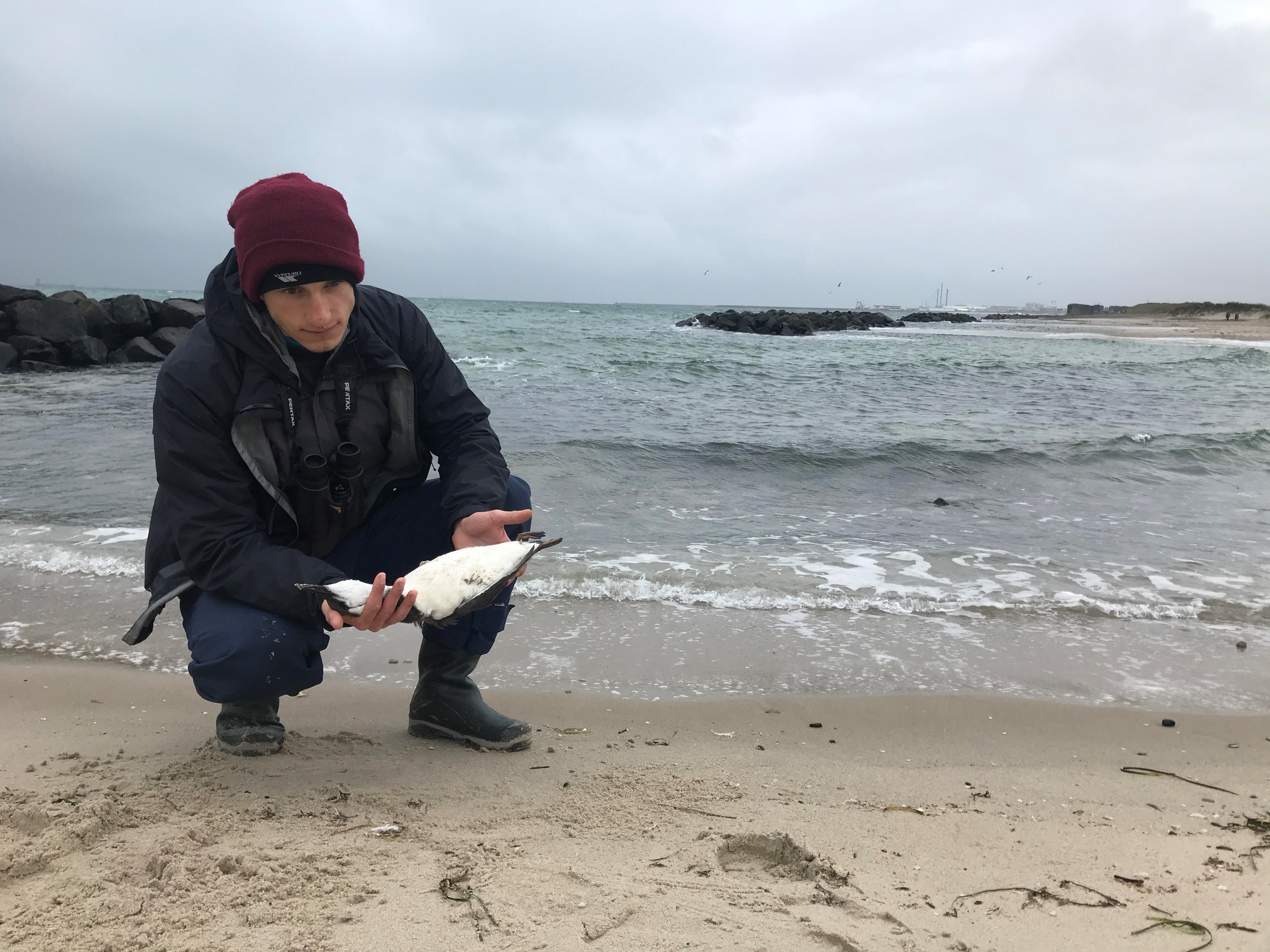 Robbie Lawler frivillig pa Skagen Fuglestation med dod lomvie foto Skagen Fuglestation