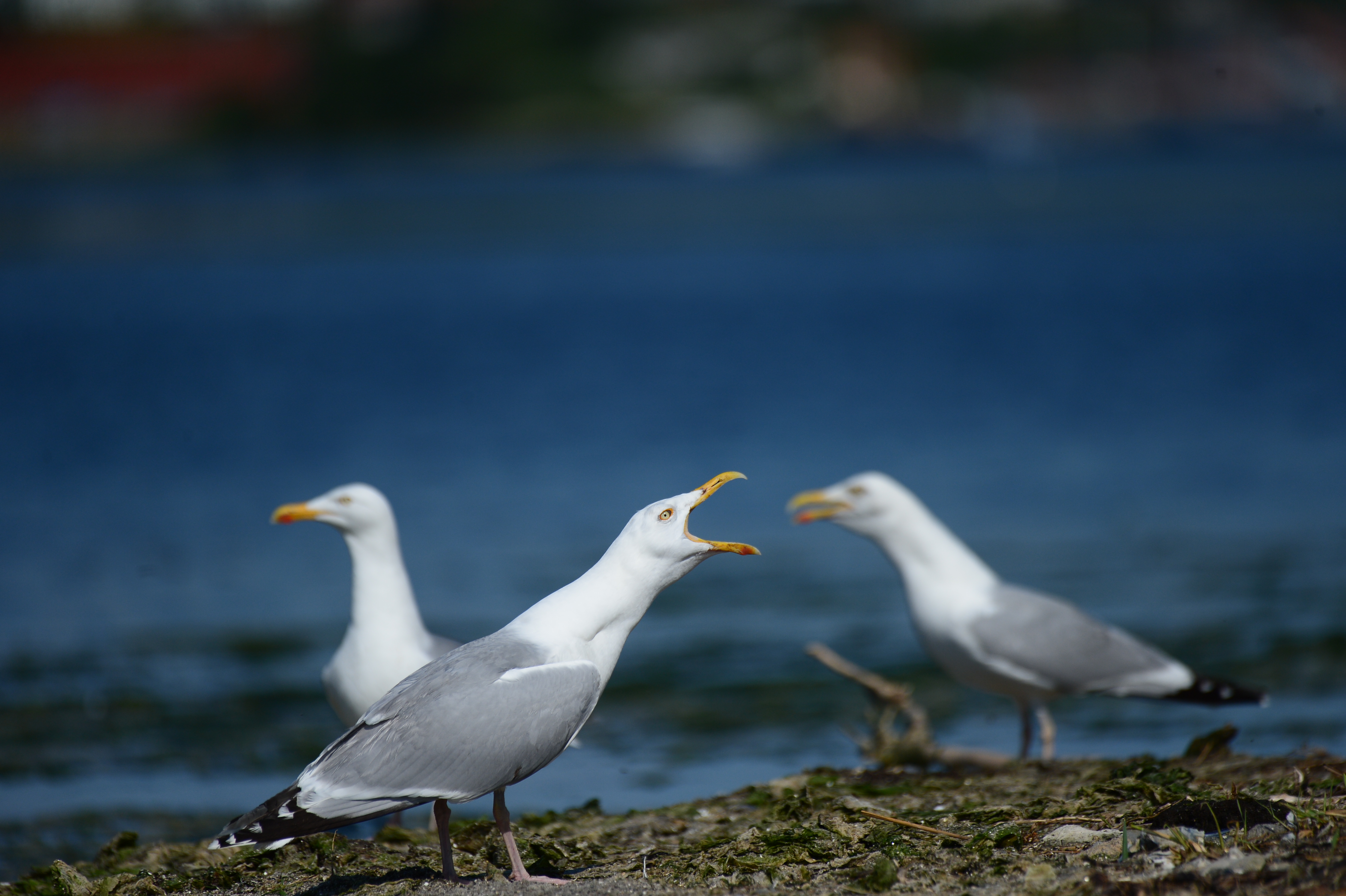 Solvmagerne dominerer pa Langli foto Jan Skriver