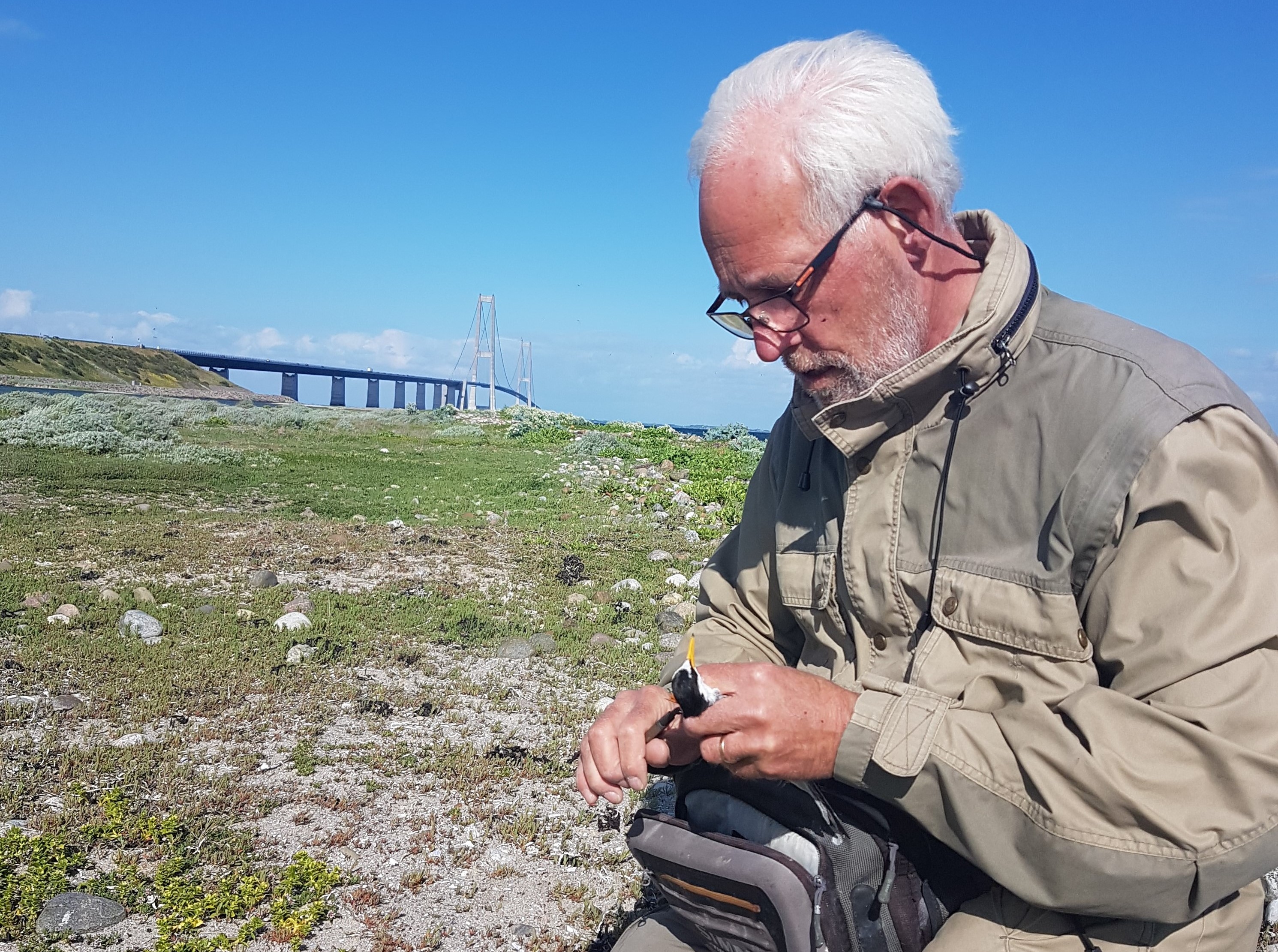 Ulf M. Berthelsen ringmaerker dvaergterne pa Sprogo Ostrev foto Jacob Sterup