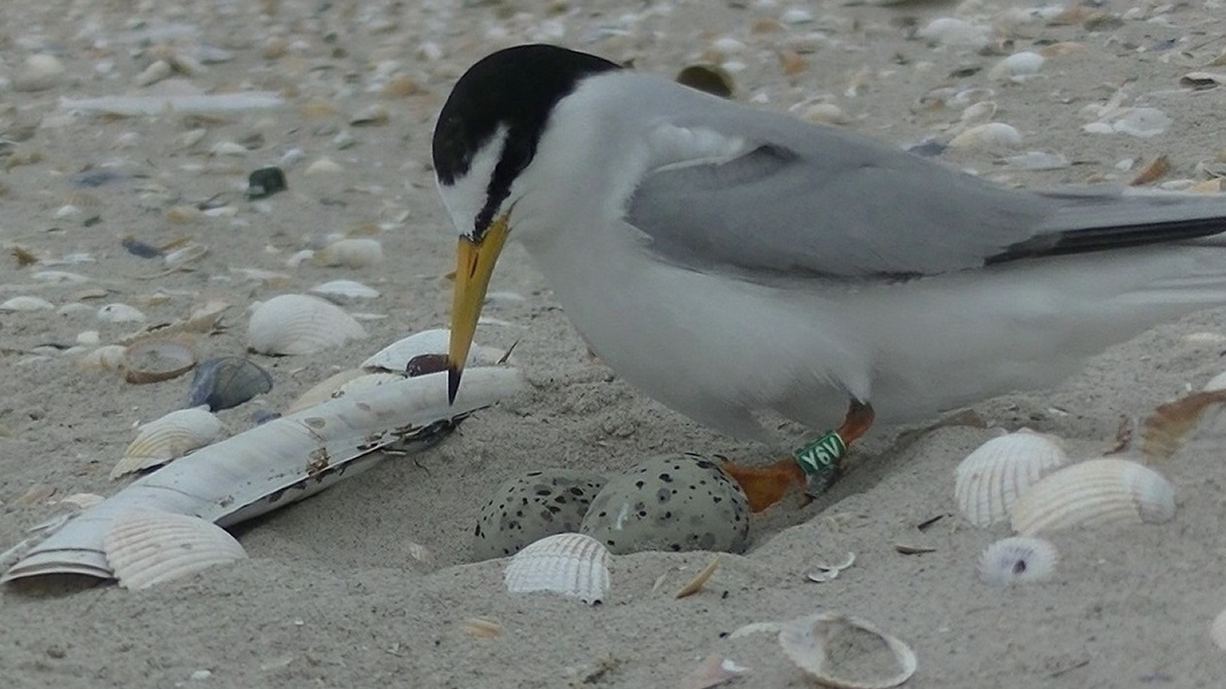 Videooptagelse af dvaergterne Y6V fra reden i kolonien pa Soren Jessens Sand Fano foto Ulf M. Berthelsen