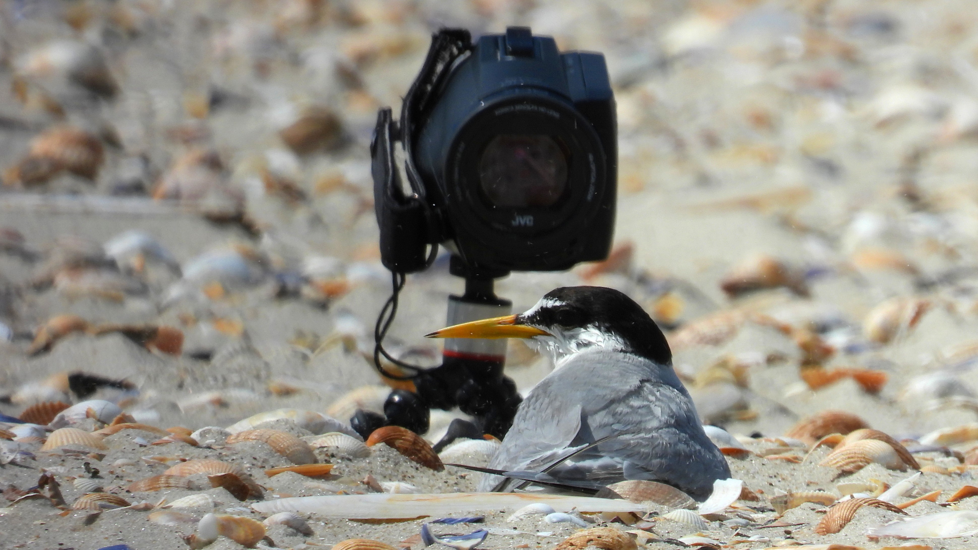 Videooptagelse af rugende dvaergterne pa rede Soren Jessens Sand Fano foto Ulf M. Berthelsen