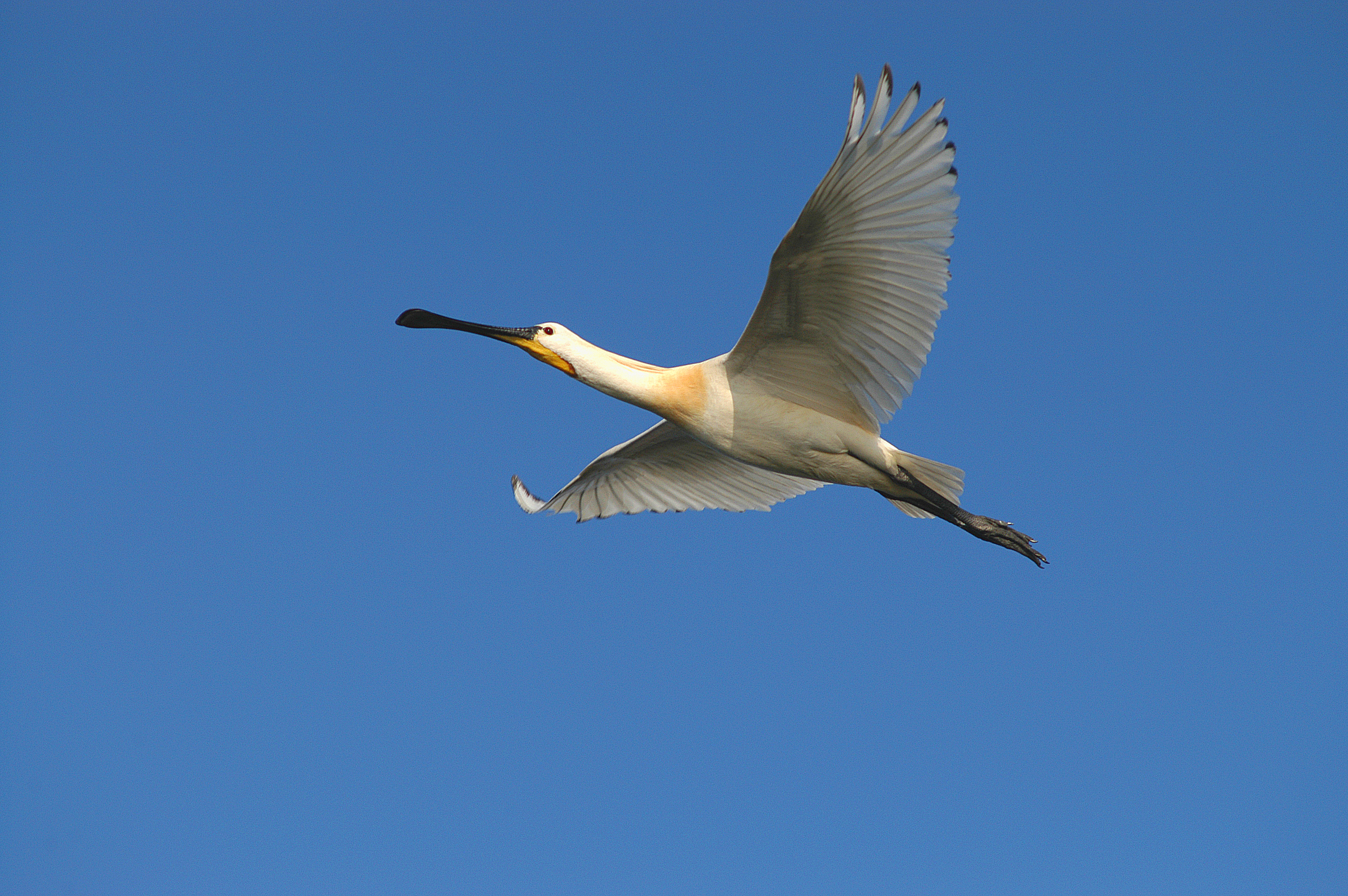  Skestork i flugt foto Jan Skriver