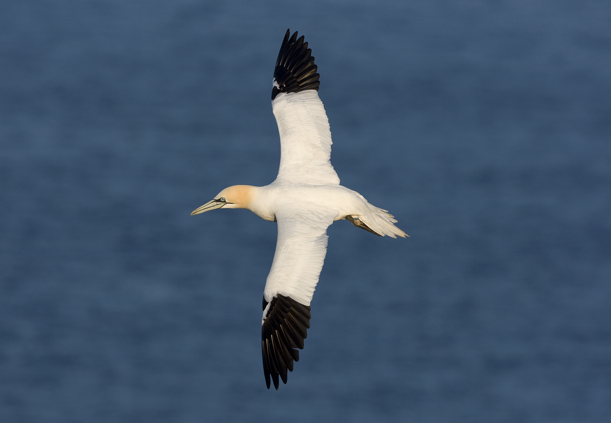 sule helgoland1 02.05 2008 KlausDichmann forside