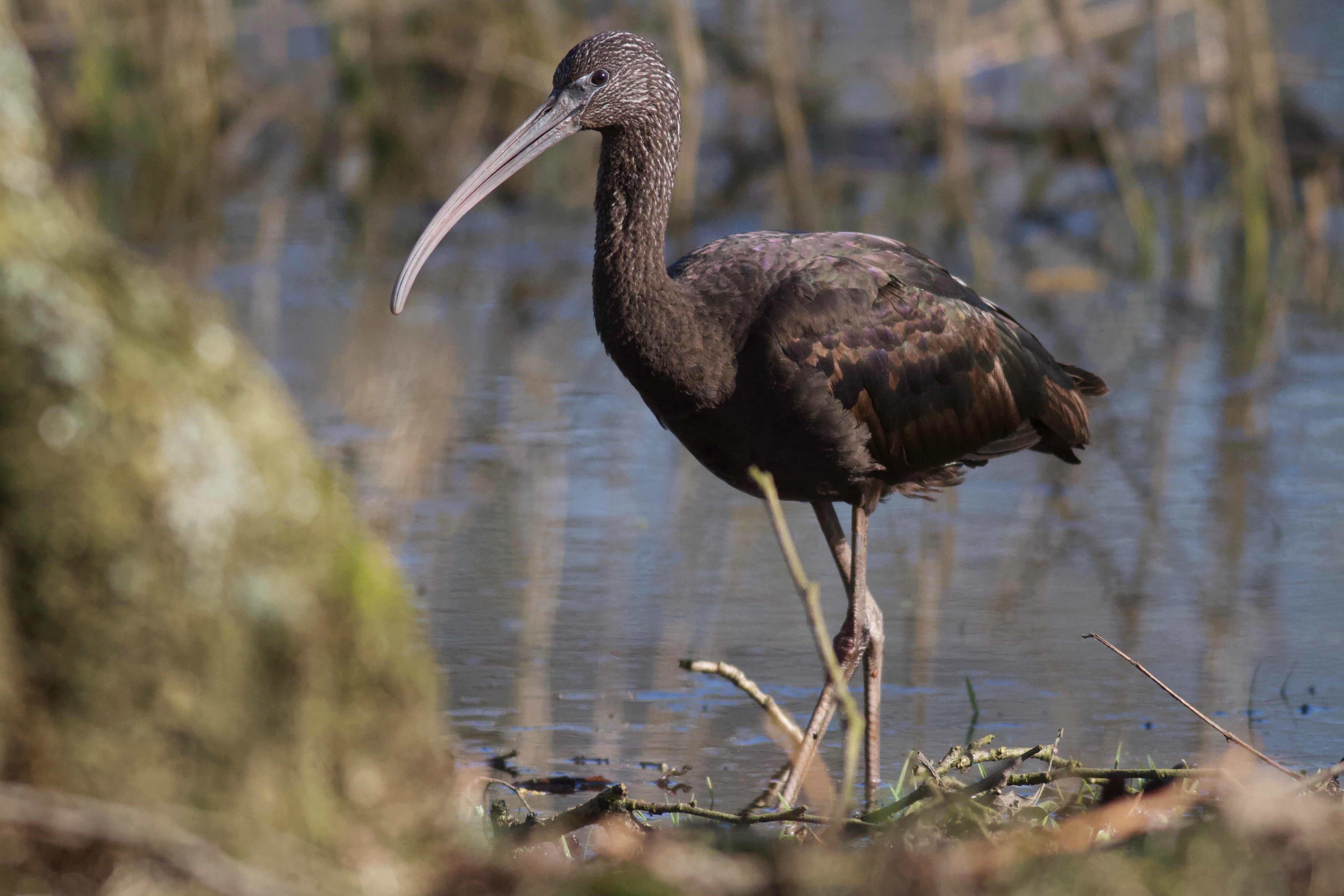 1 Sort Ibis foto Lars Gron