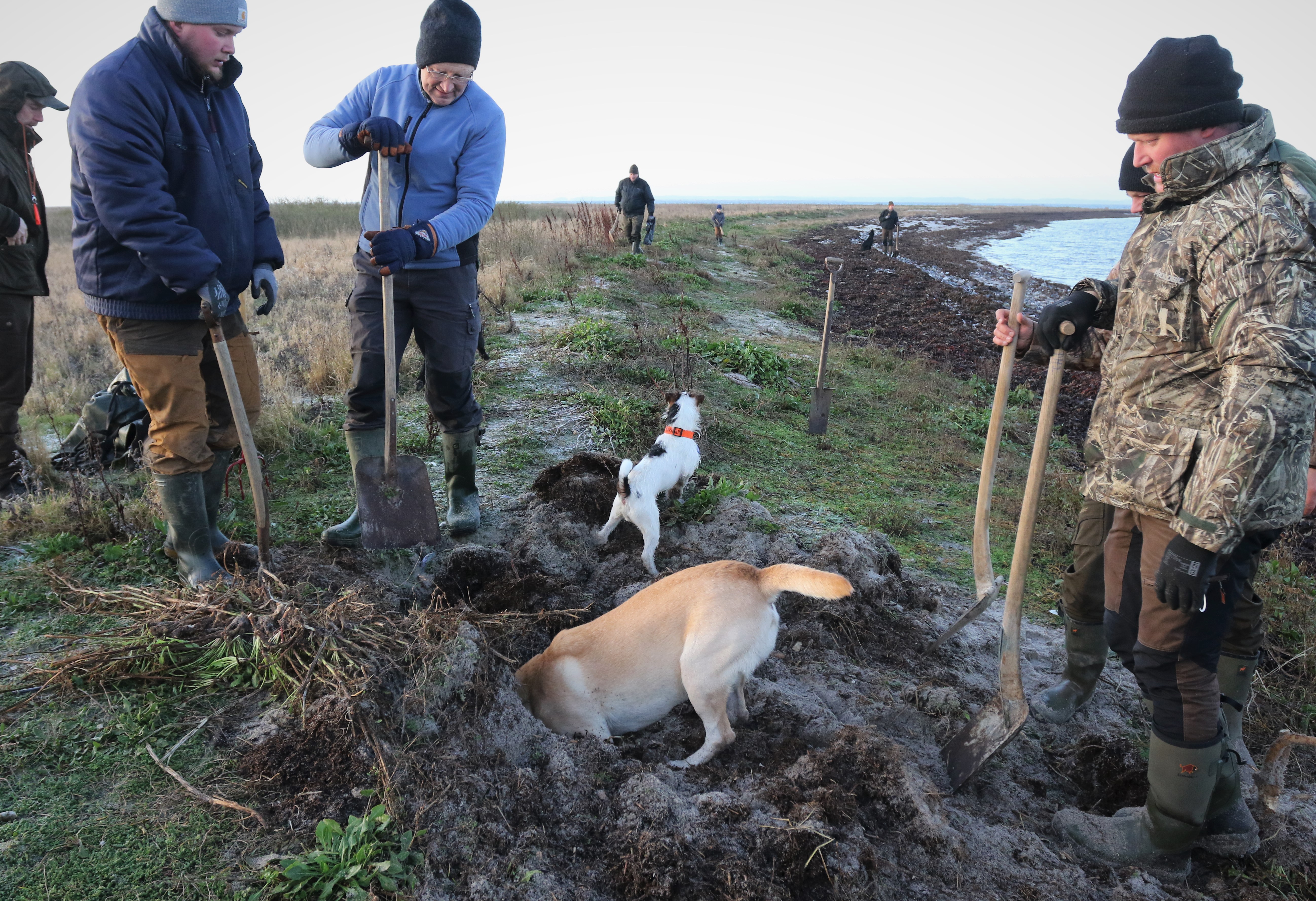 2 Rottehund har faet faerten af rotter pa Hou Ron foto Troels Romby Larsen