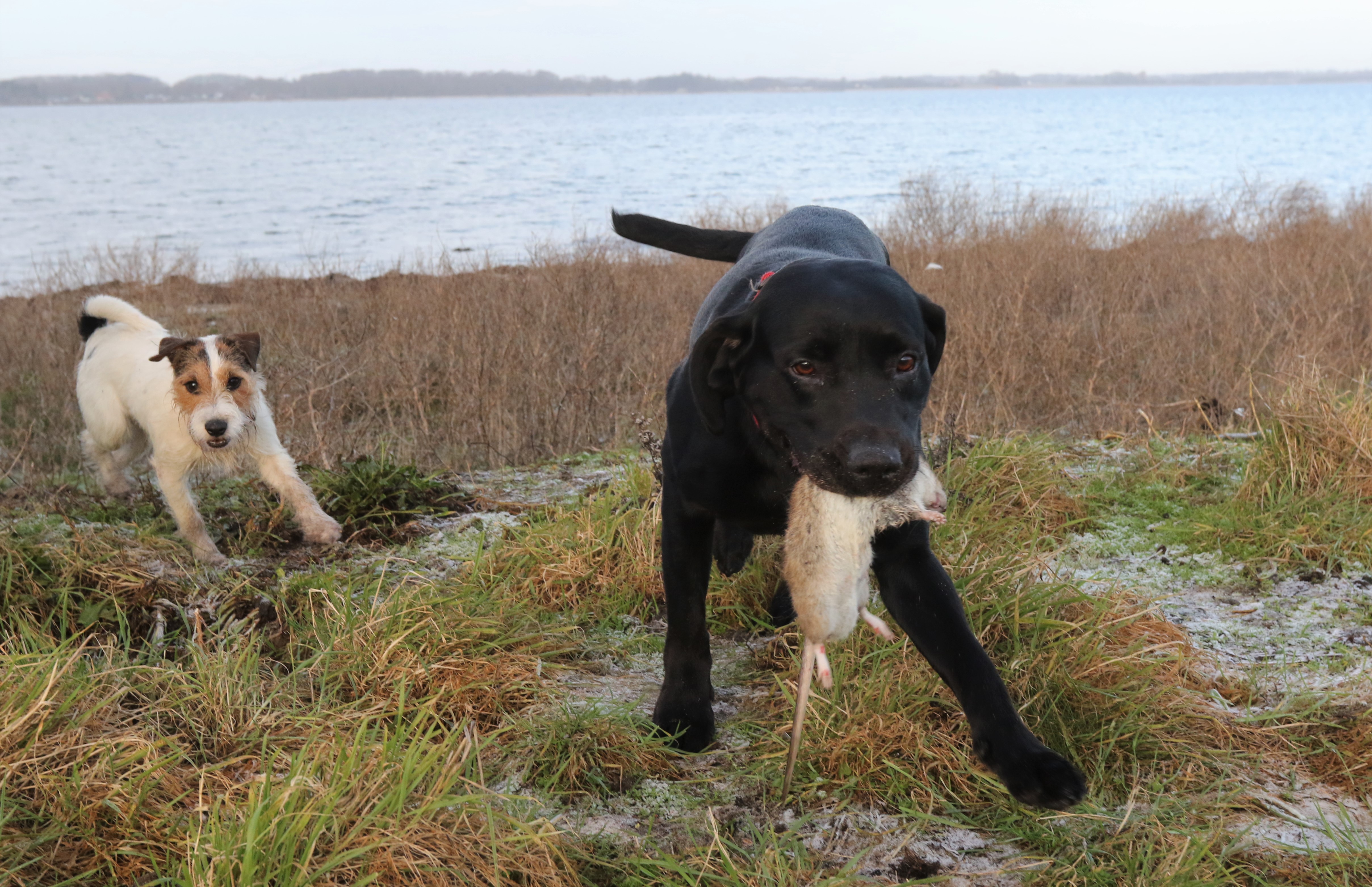 3 Hunde hjaelper til pa rottejagten foto Troels Romby Larsen