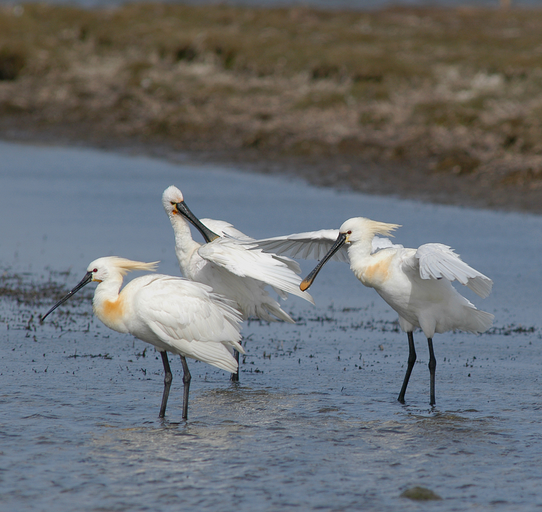 5 Skestork foto Jan Skriver