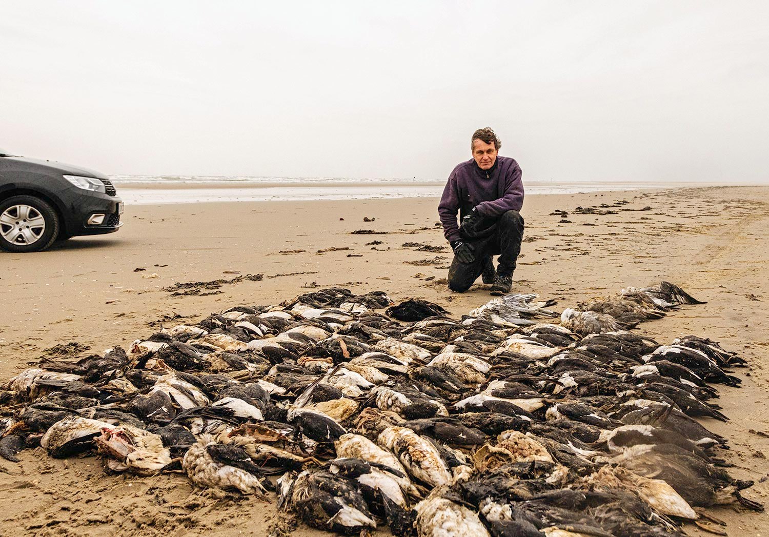 Kim Fischer med fa dages fund af dode alkefugle pa Fano foto Soren Vinding