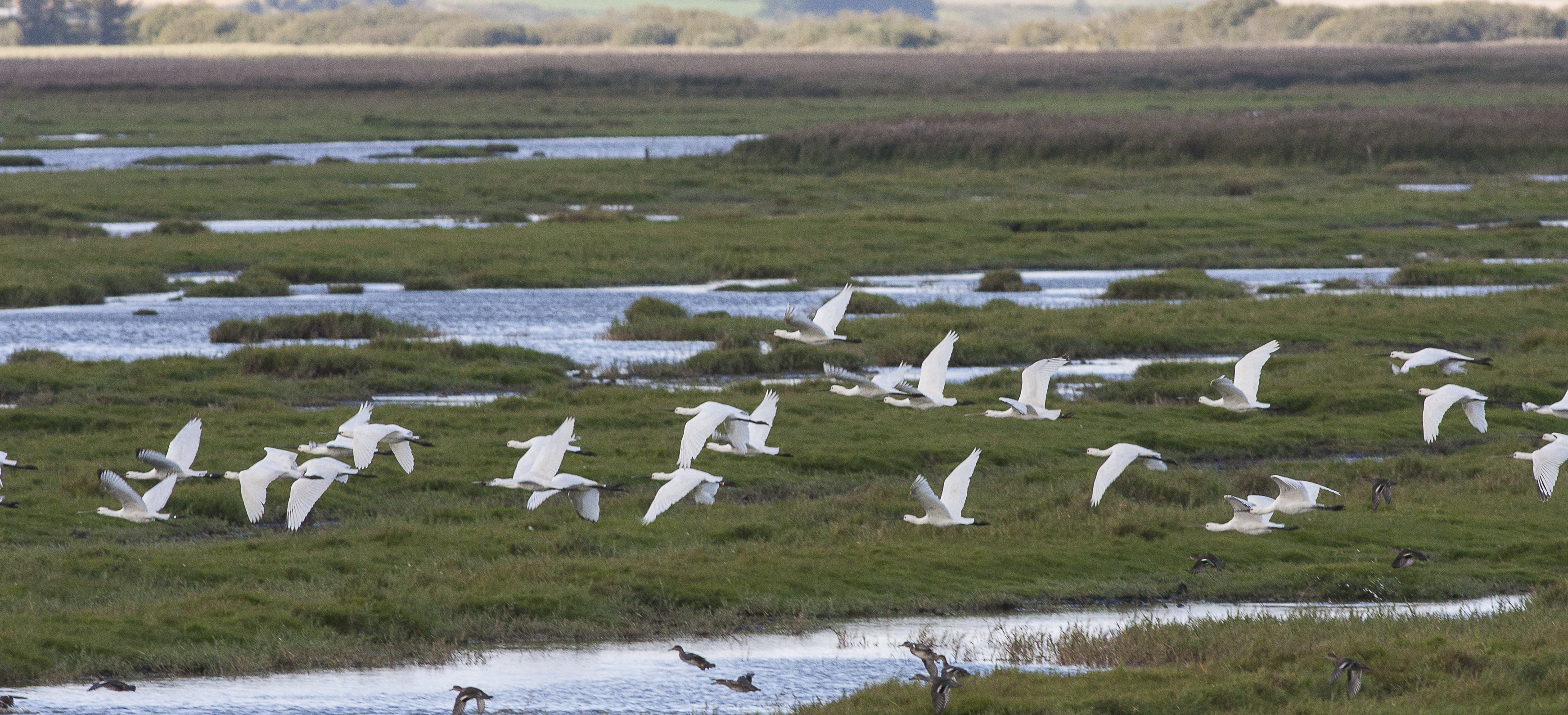 Skestork Bygholm 12.sept ASH